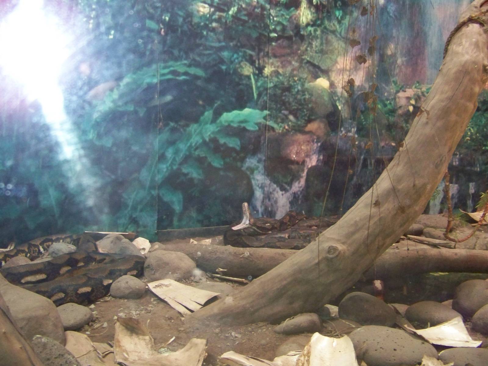 Yawning Reticulated Python