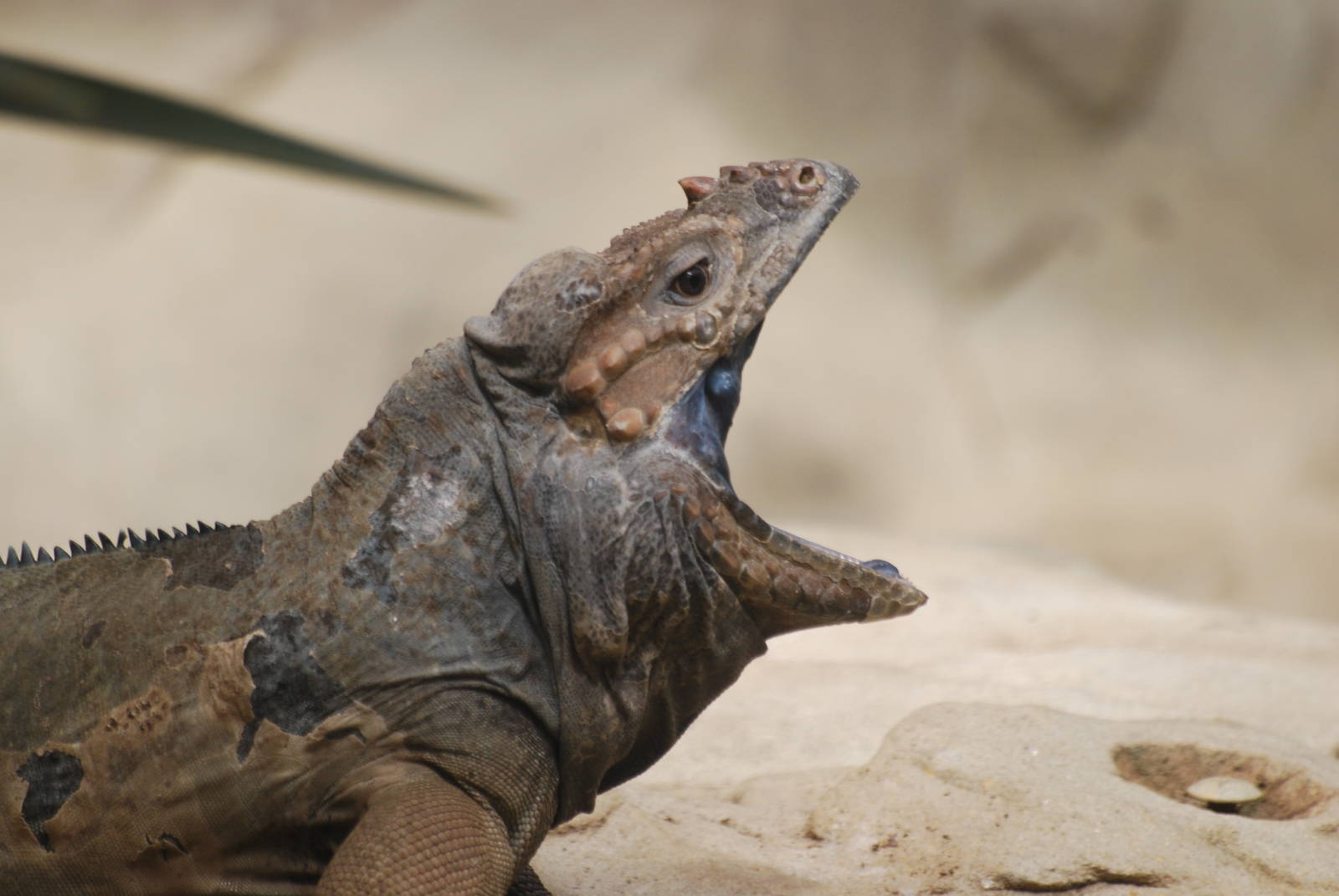 Yawning rhinoceros iguana