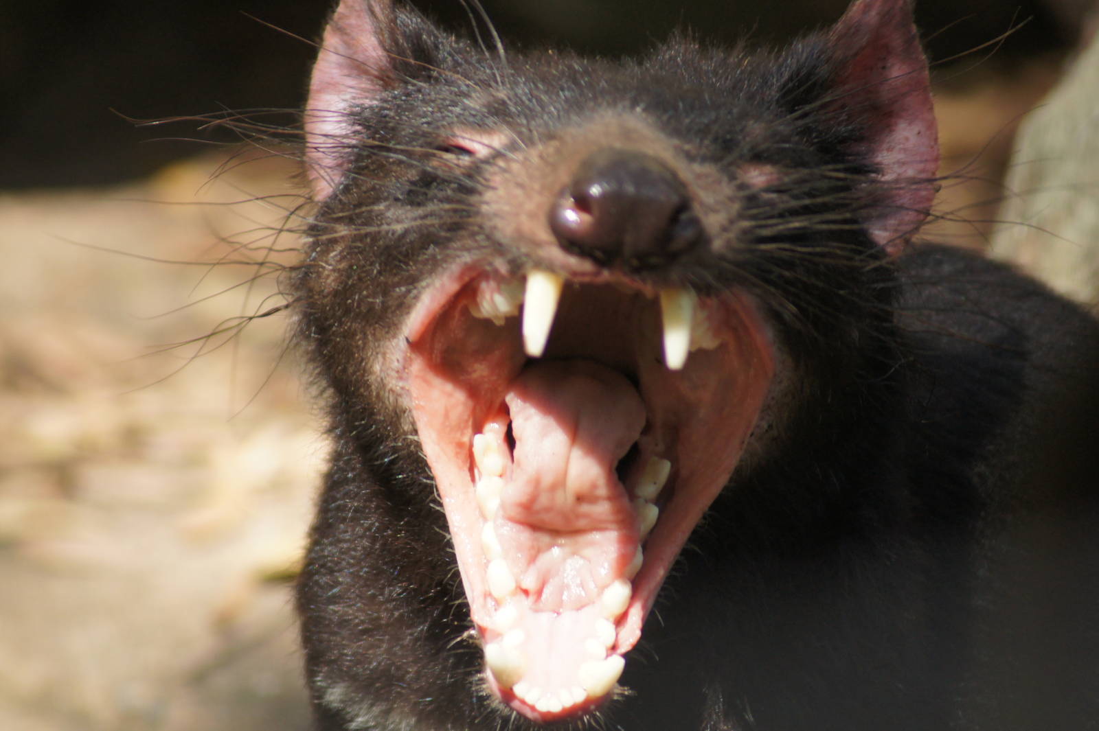 Yawning Tasmanian devil