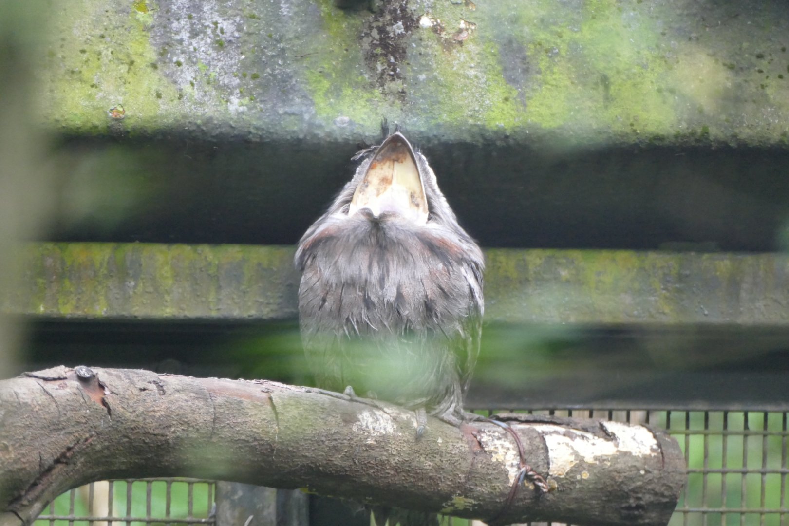 Yawning Tawny frogmouth