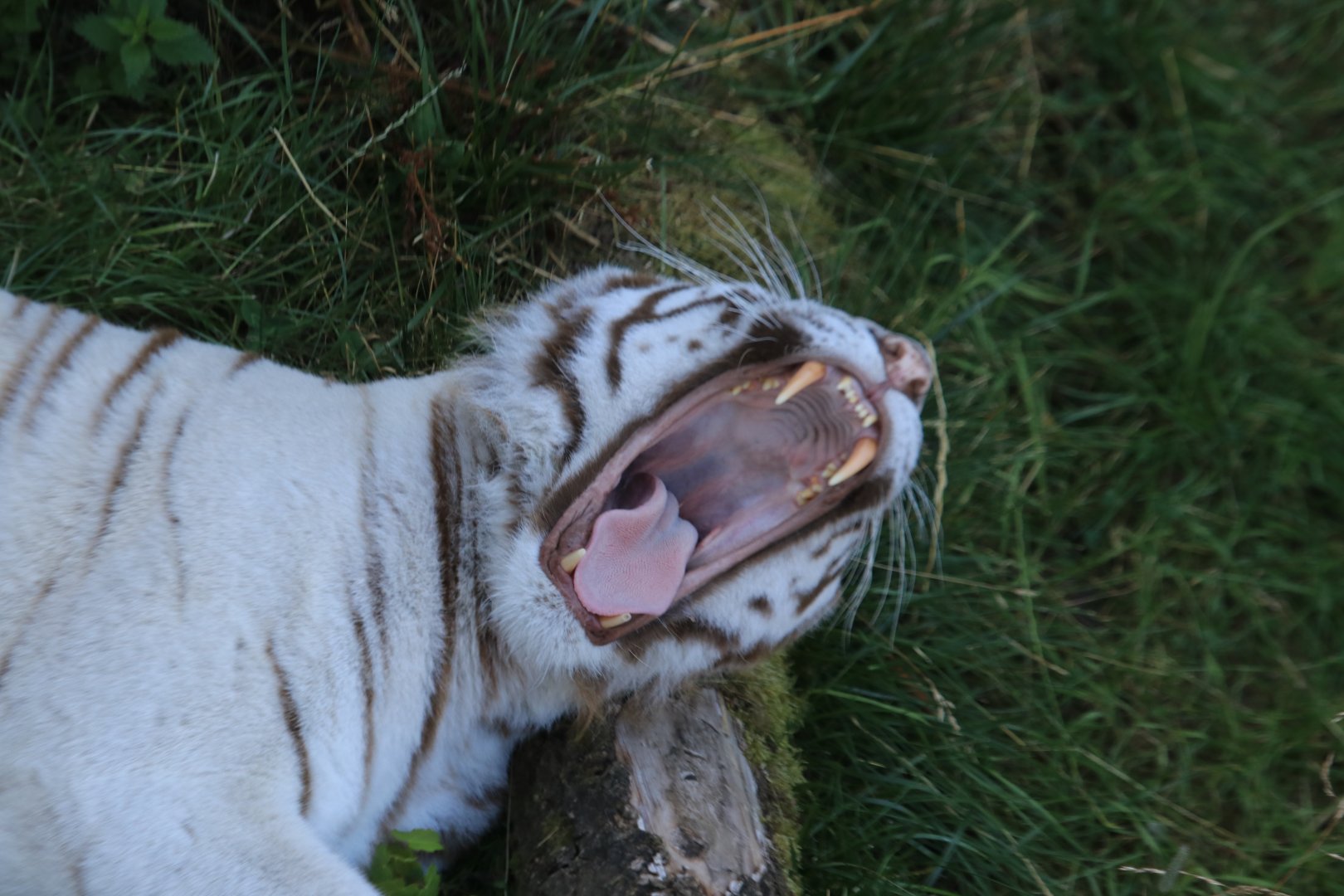 Yawning white tiger (July 2019)