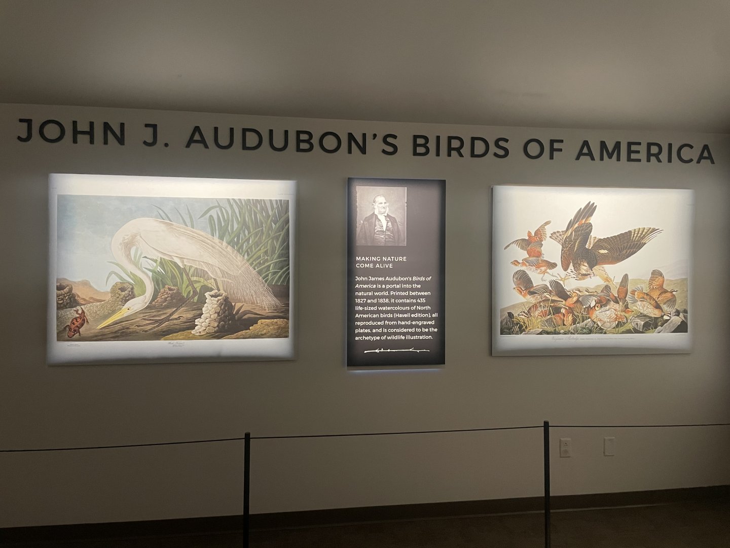 Year of the Bird Room