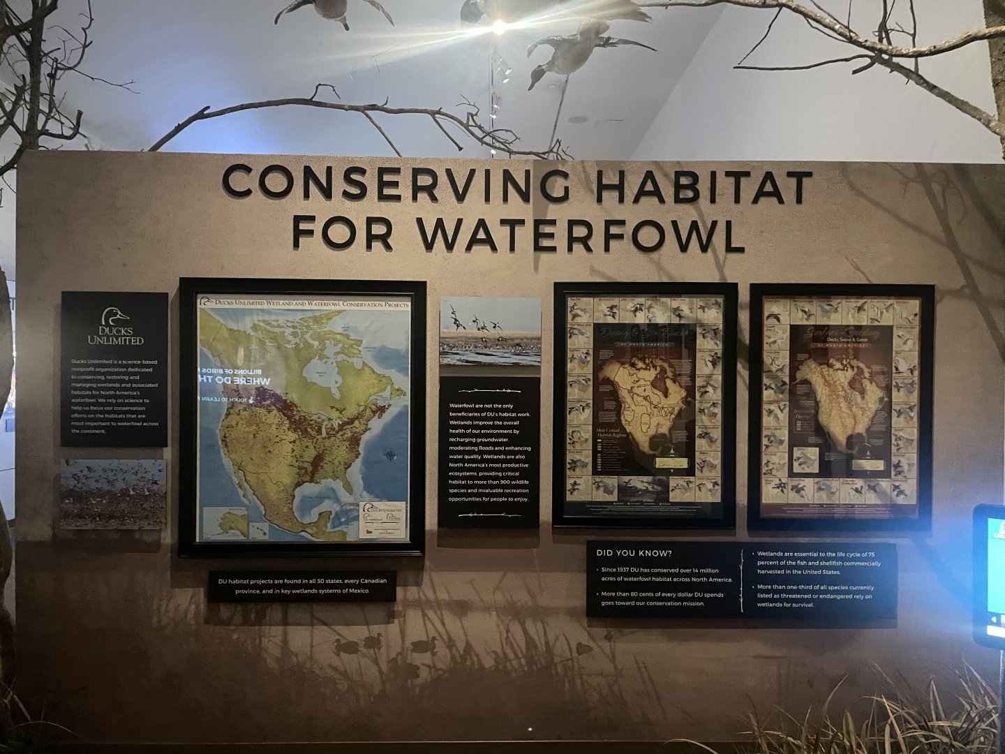 Year of the Bird Room