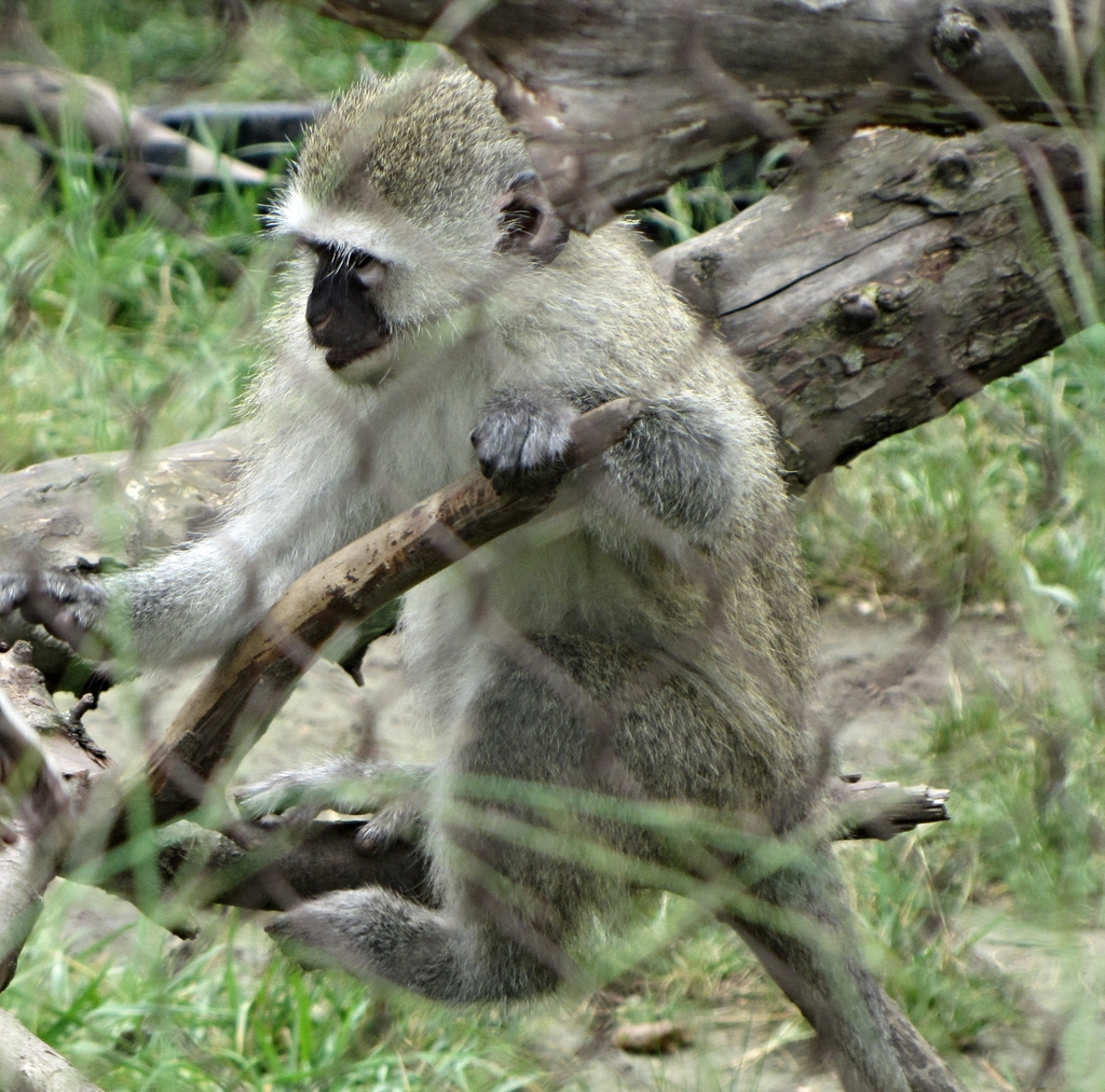 Year-Old Vervet Monkey