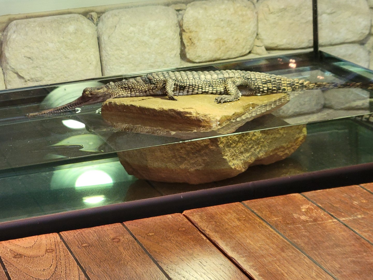 Yearling Gharial(Gavialis gangeticus)