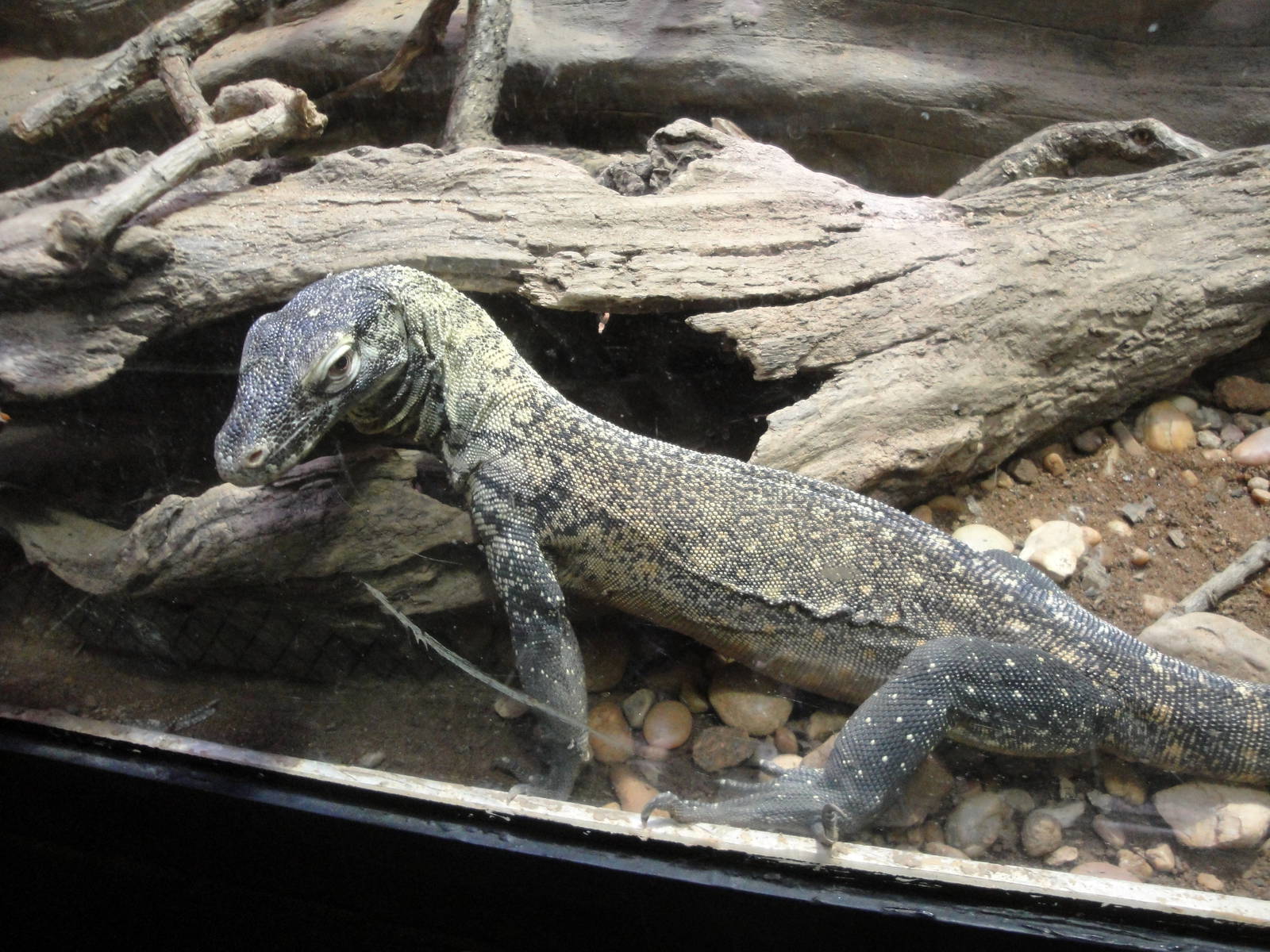 Yearling Komodo Dragon