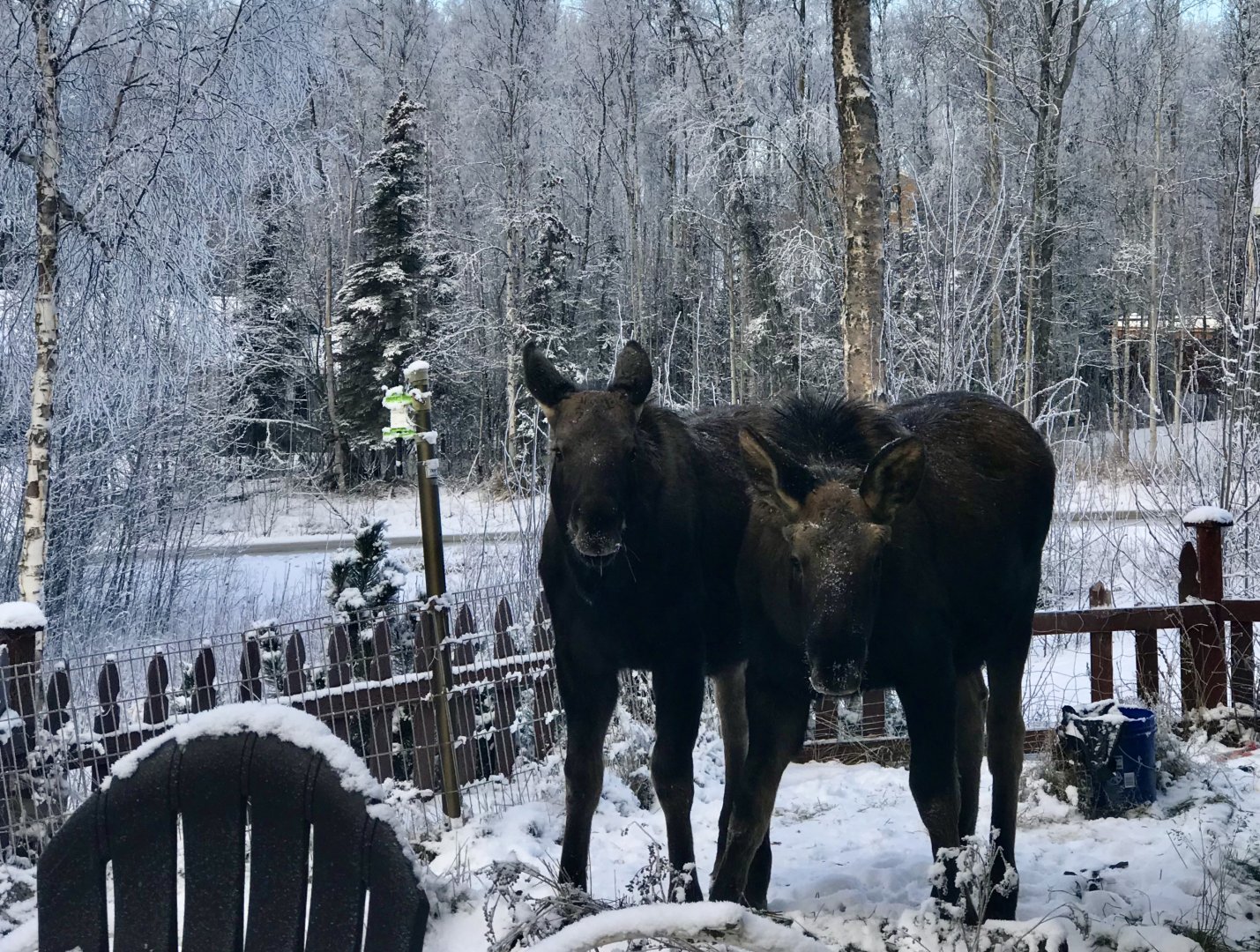 Yearling Moose in the garden fence - Alaska