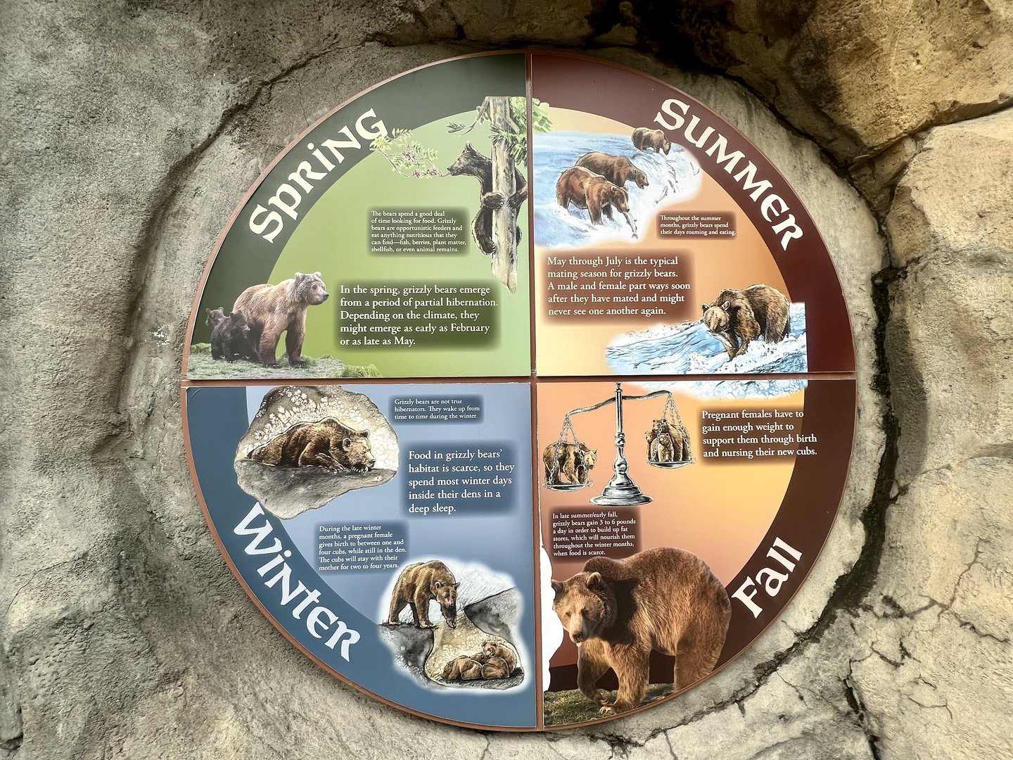 Yearly Life Cycle of the Brown Bear