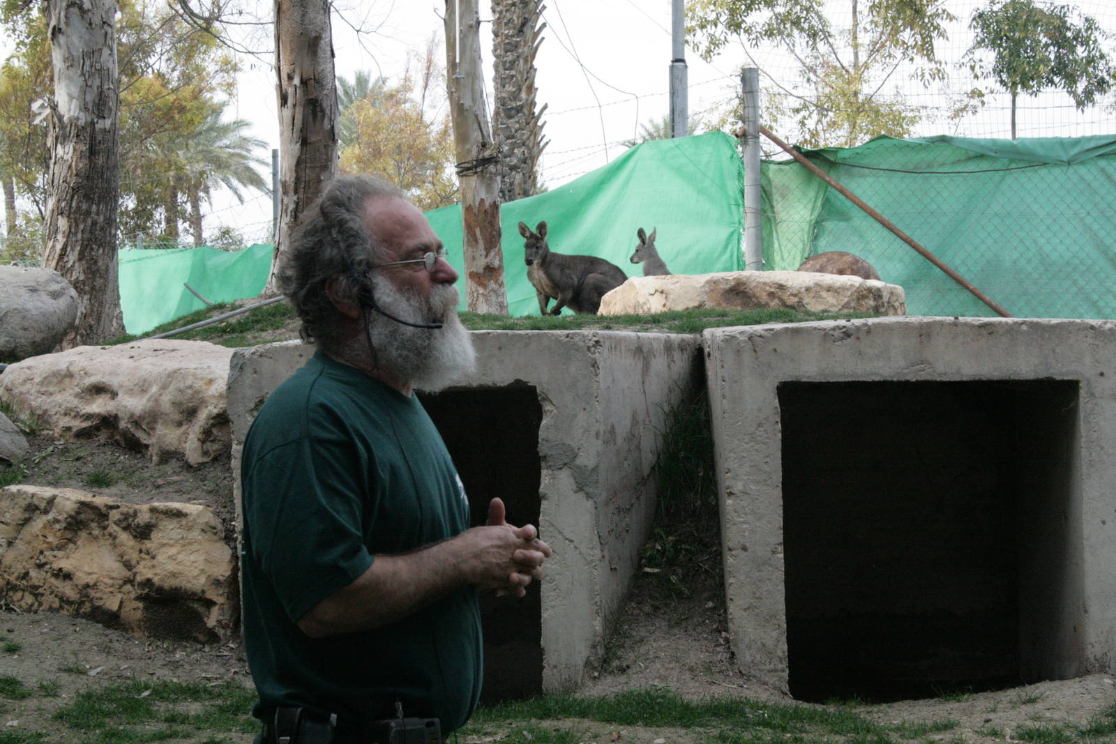 Yehuda and the wallaru