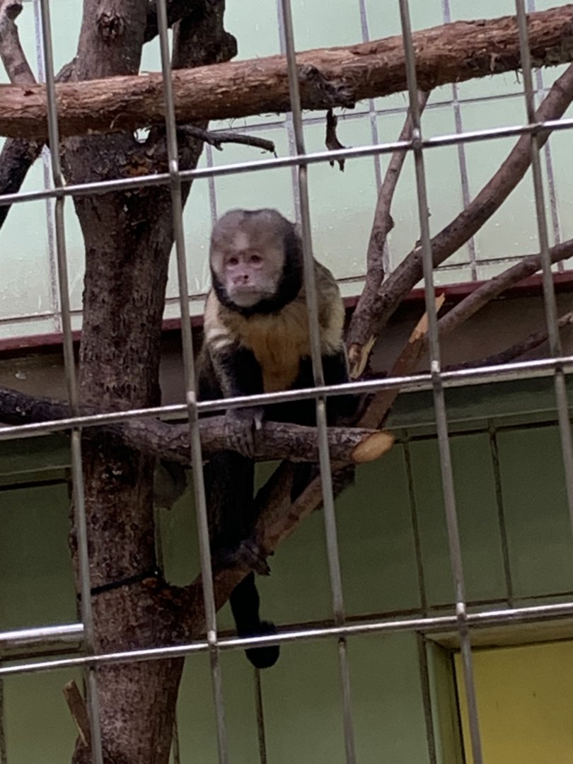 Yelllow-breasted capuchin