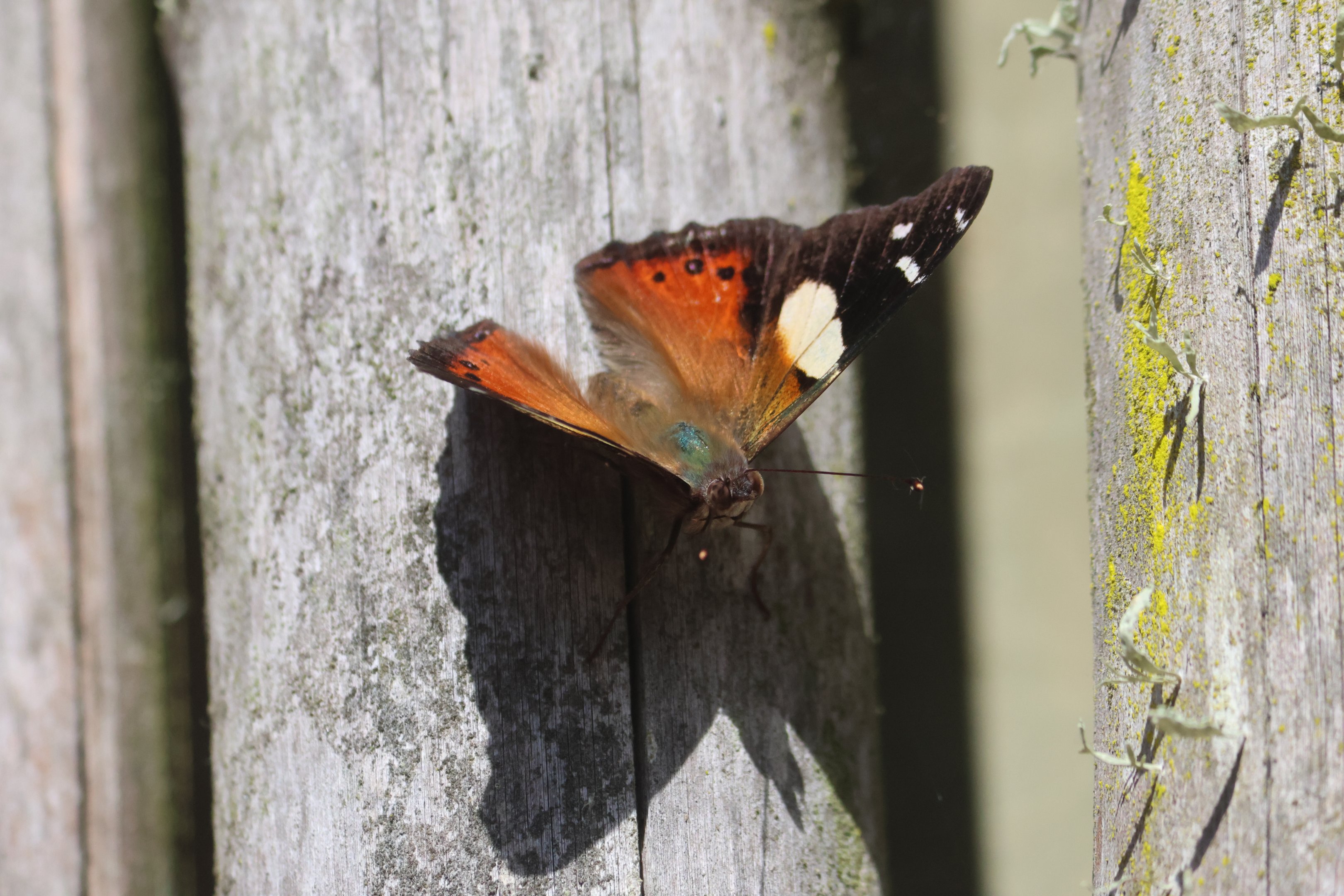 Yellow Admiral (Vanessa itea), Wellington Zoo grounds