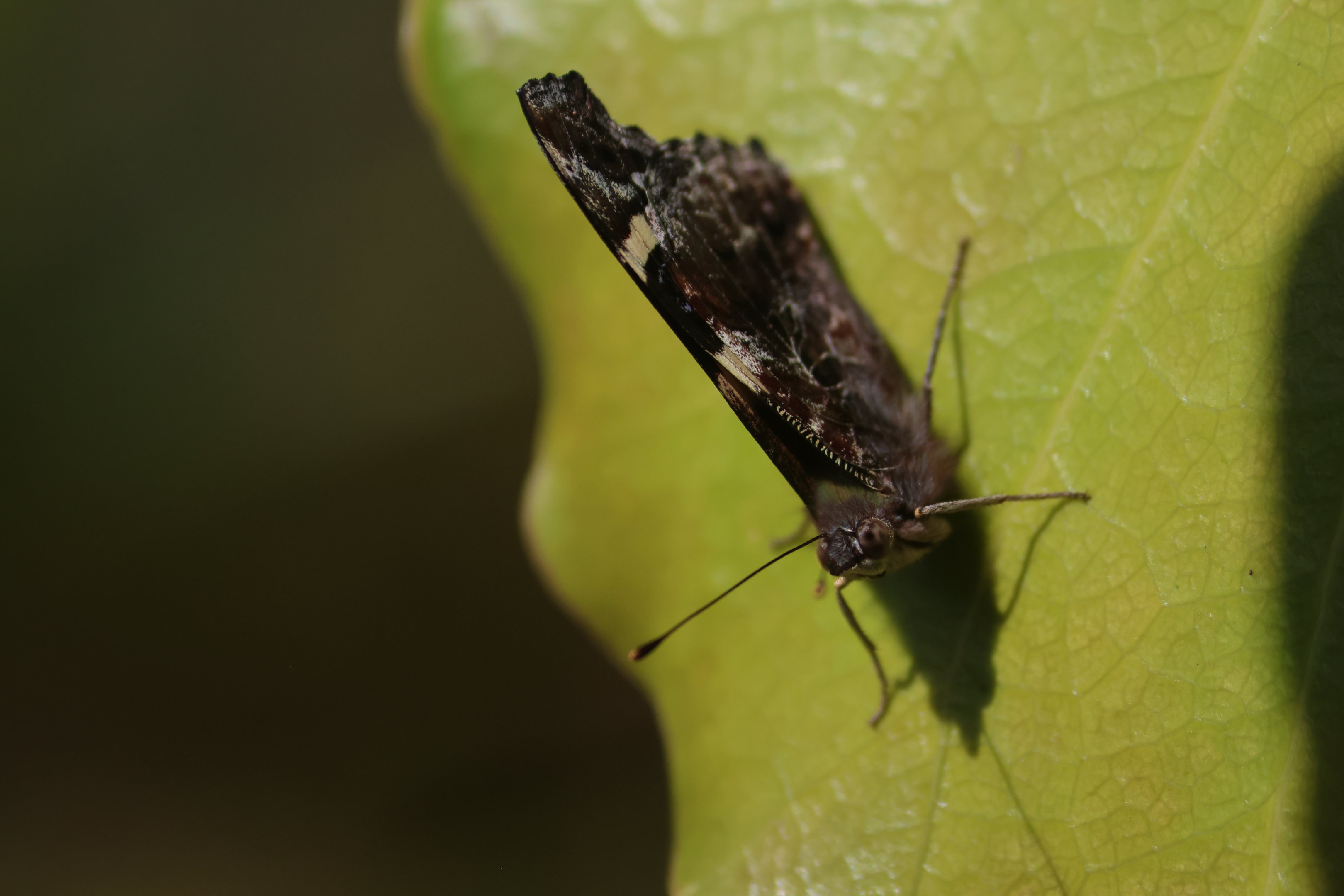 Yellow Admiral (Vanessa itea), Wellington Zoo grounds
