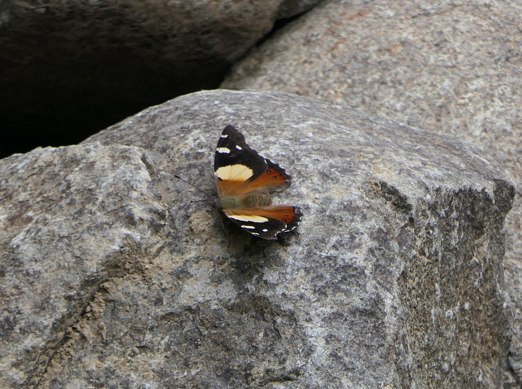 Yellow Admiral