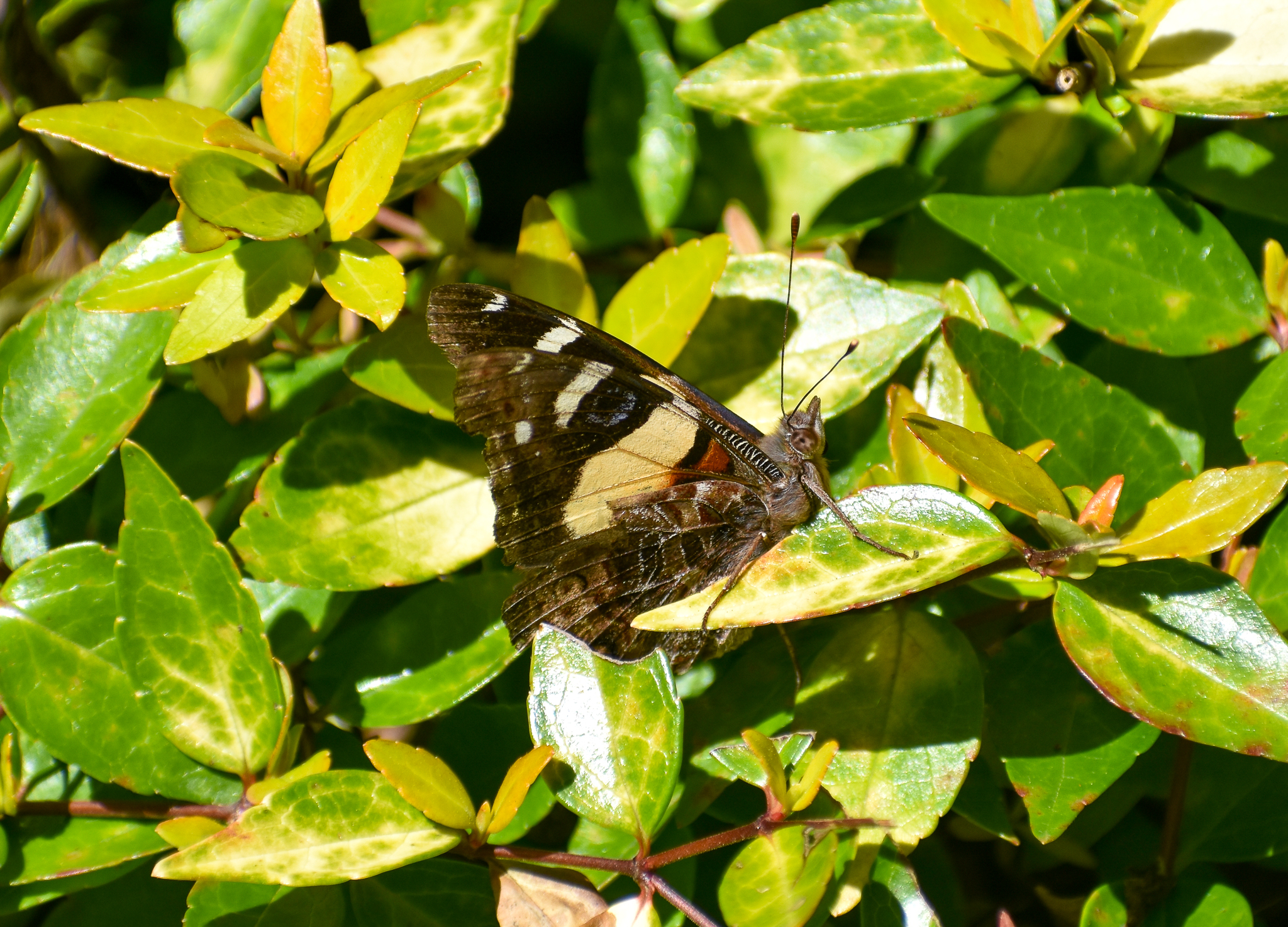 Yellow Admiral