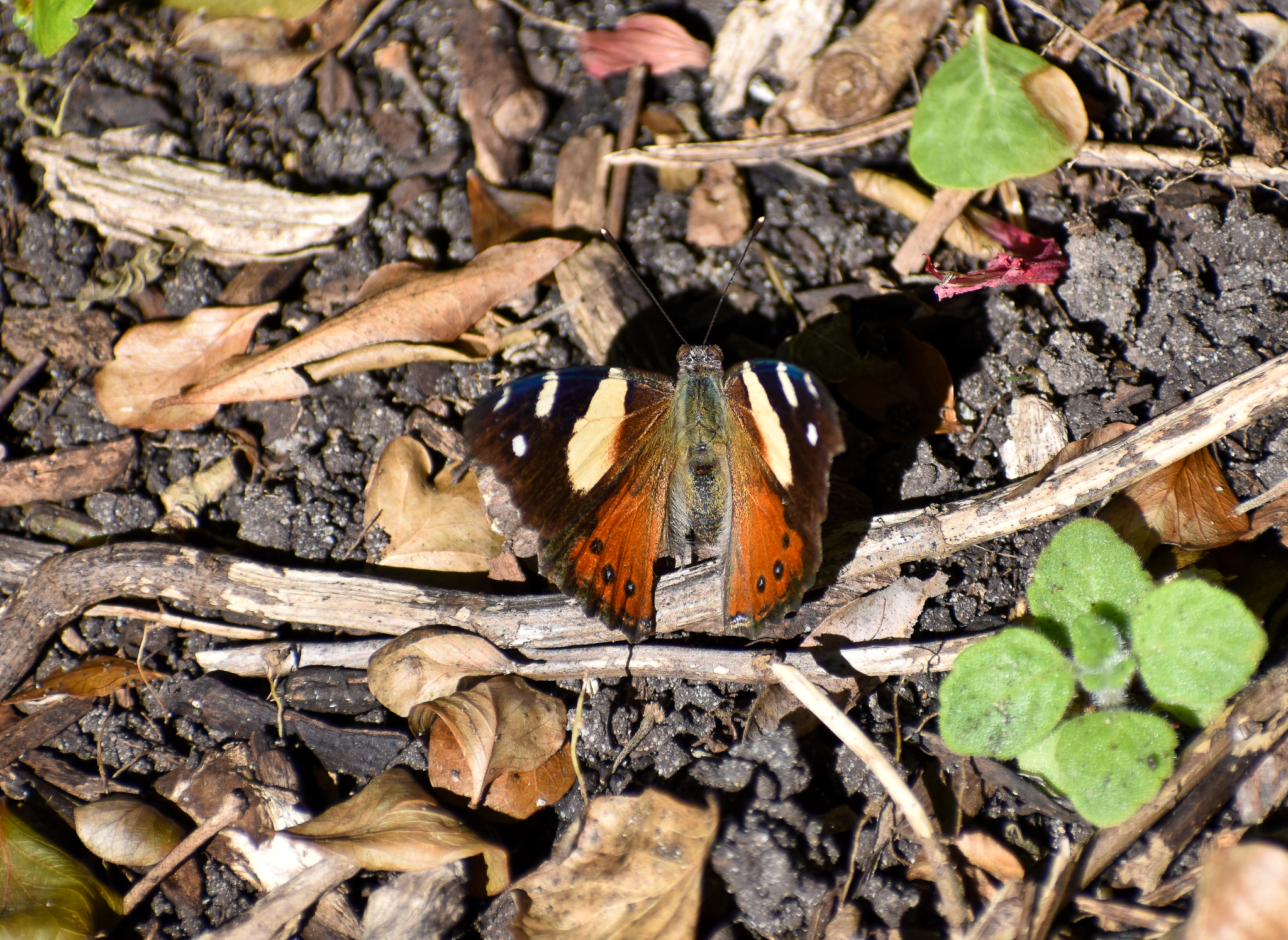 Yellow Admiral