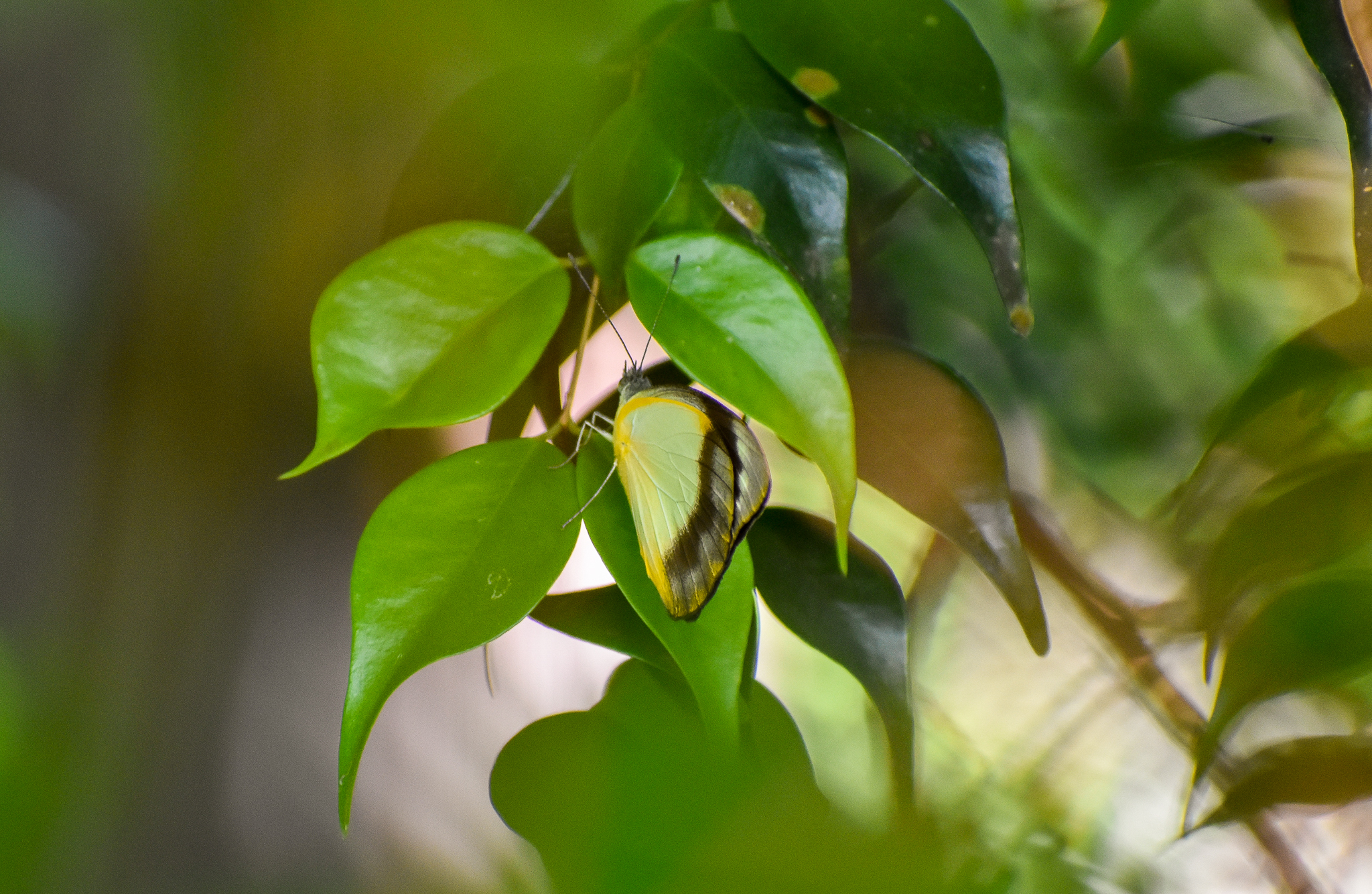 Yellow Albatross (Appias paulina)