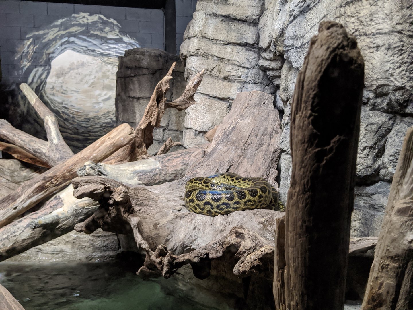 Yellow anaconda - 03-09-2020