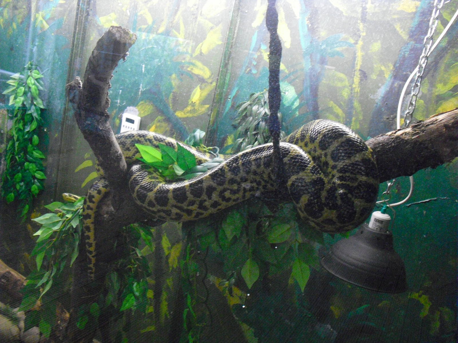 Yellow Anaconda - 12/10/2011