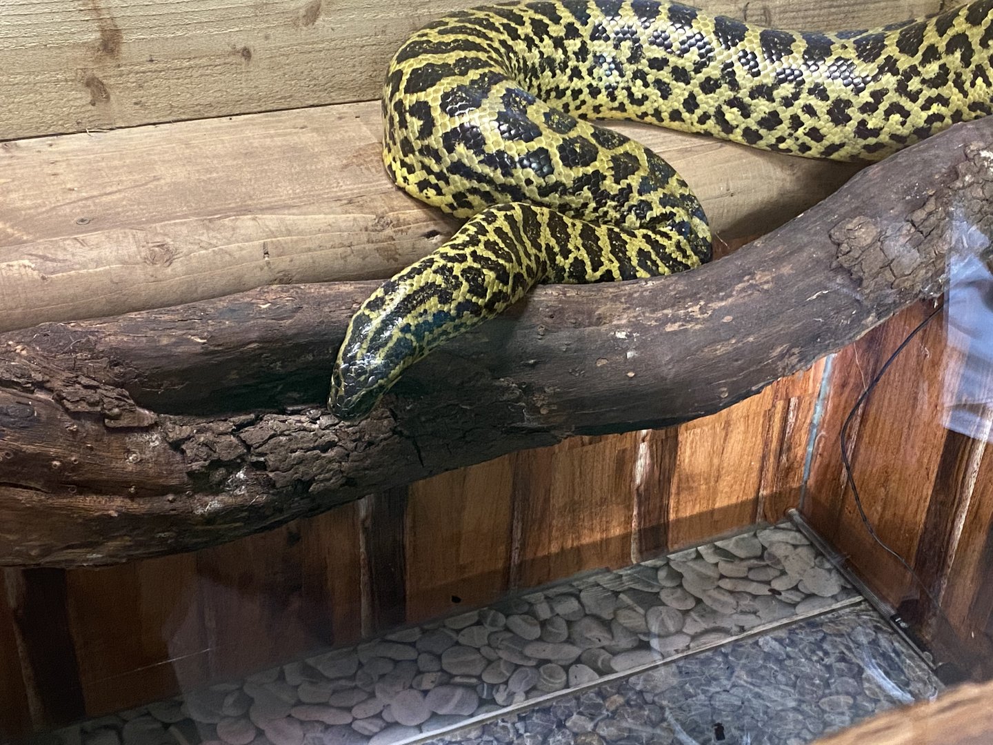 Yellow anaconda 200922