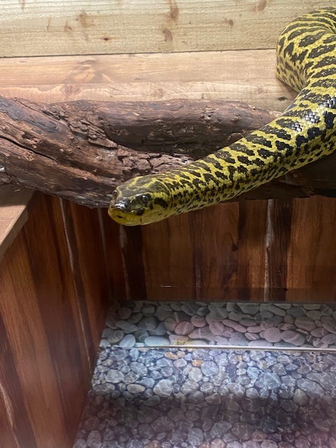 Yellow anaconda 200922