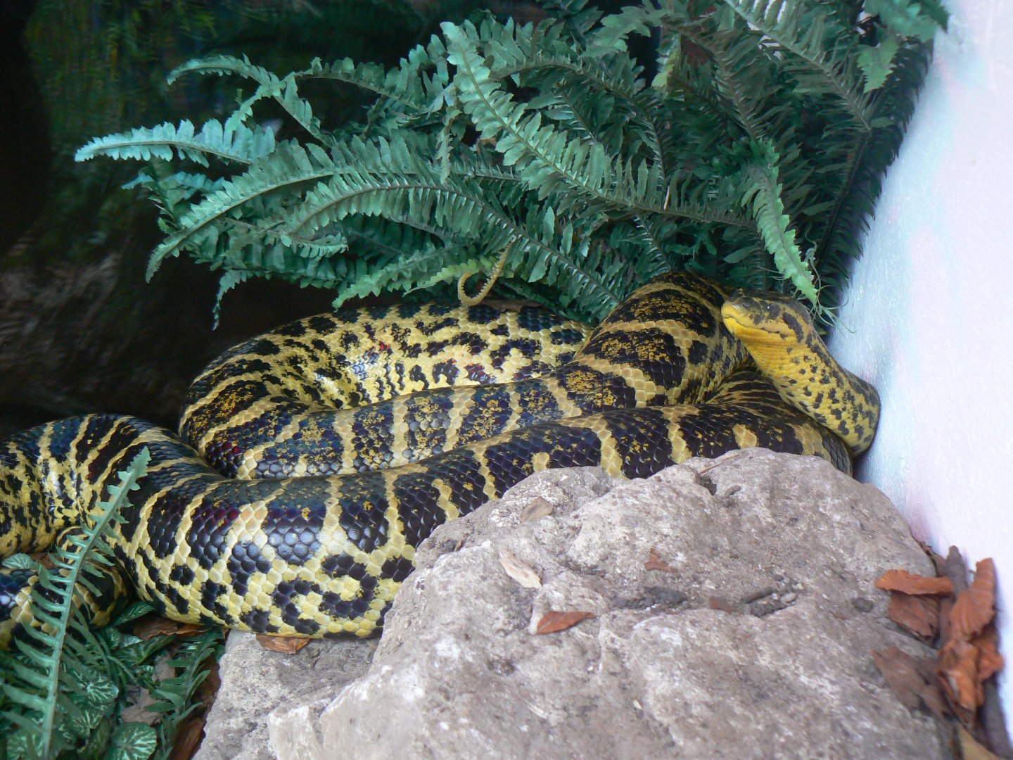 Yellow Anaconda - 26 October 2016
