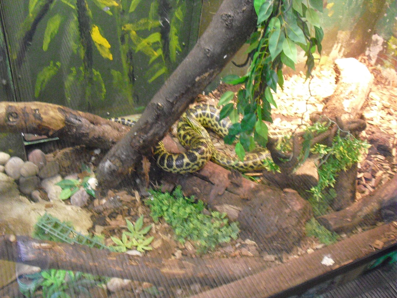 Yellow Anaconda - 27/10/2011