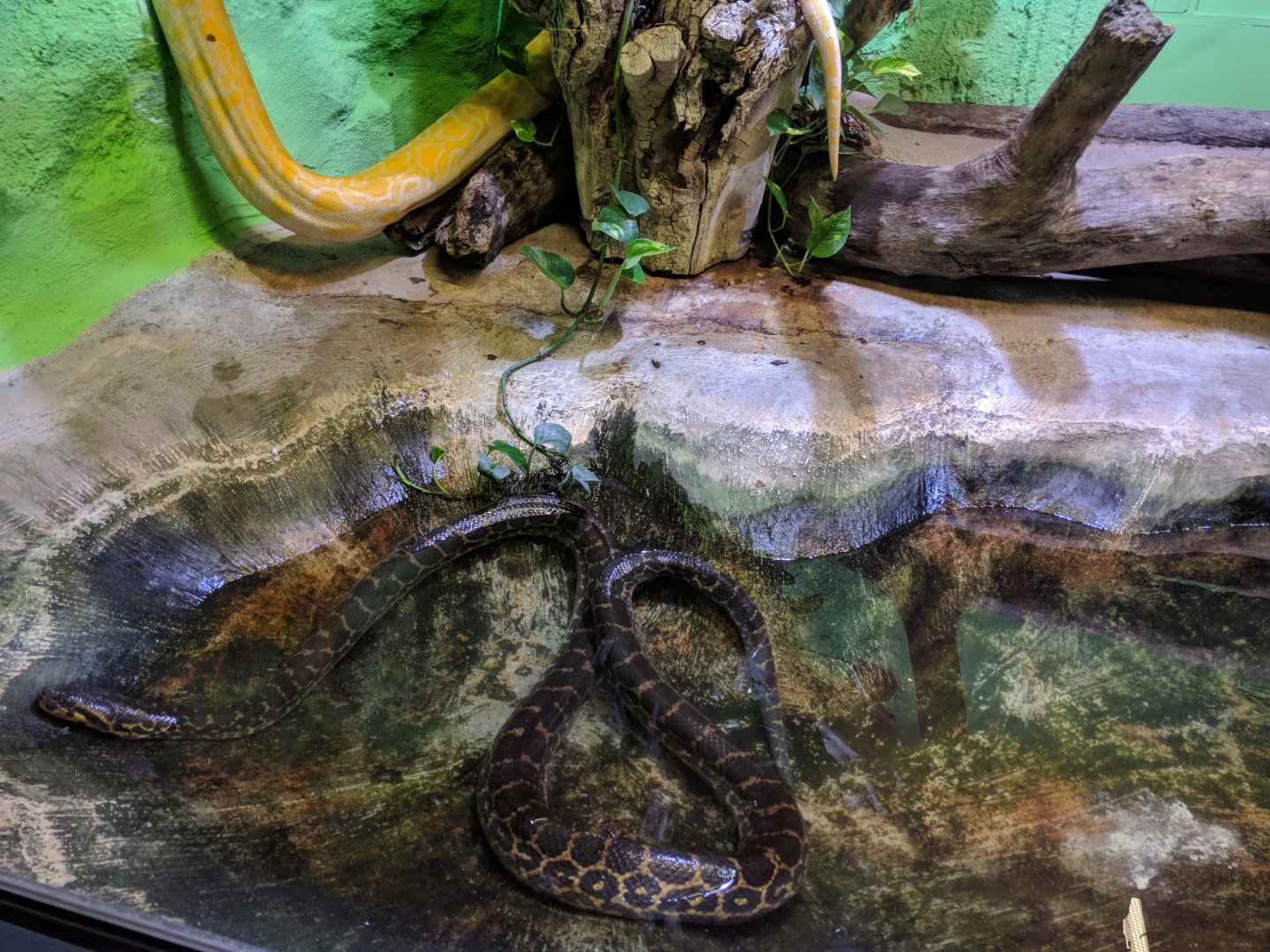 Yellow anaconda and Albino burmese Python