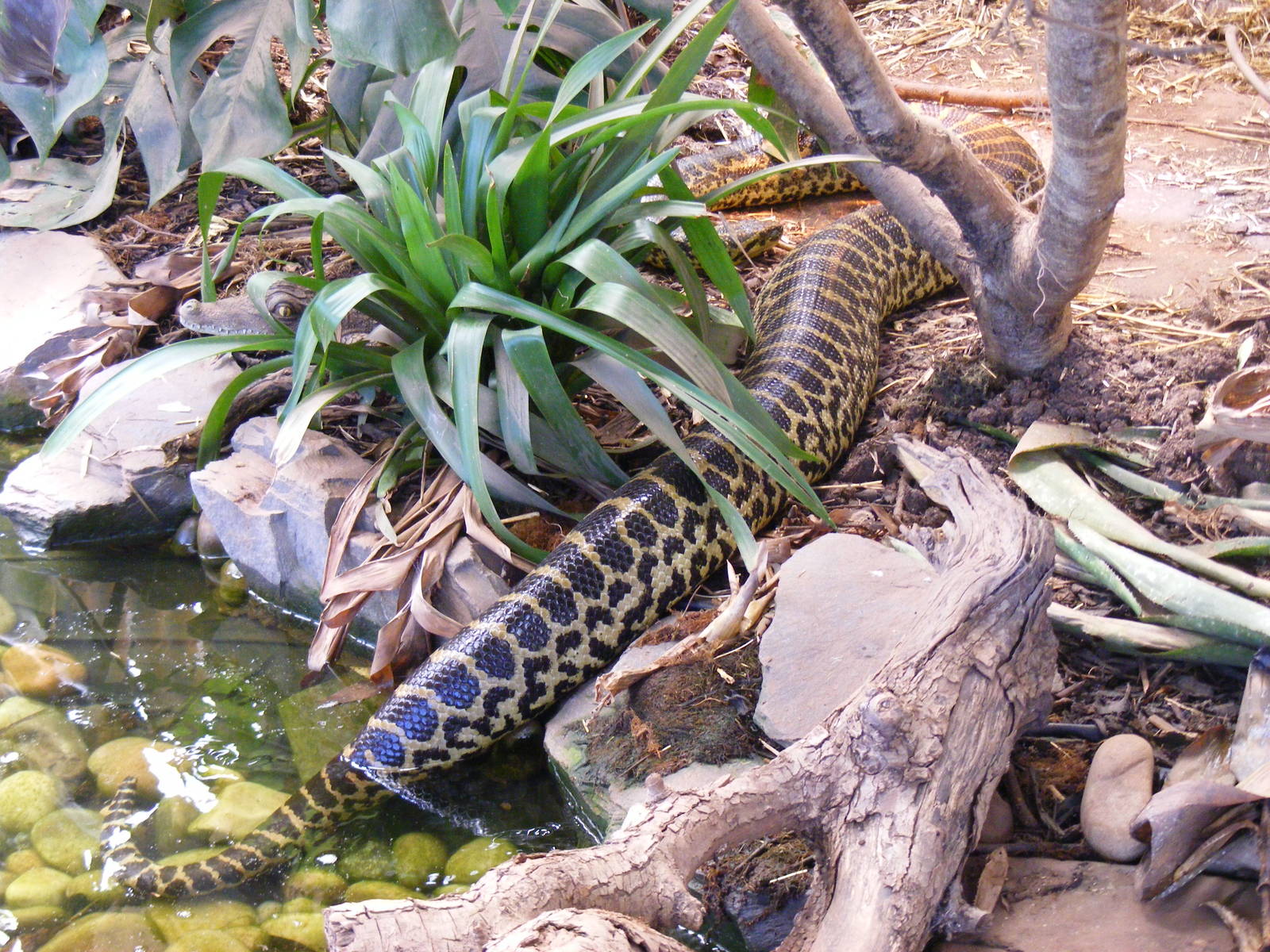 Yellow anaconda at South Lakes Wild Animal Park, 23 May 2010