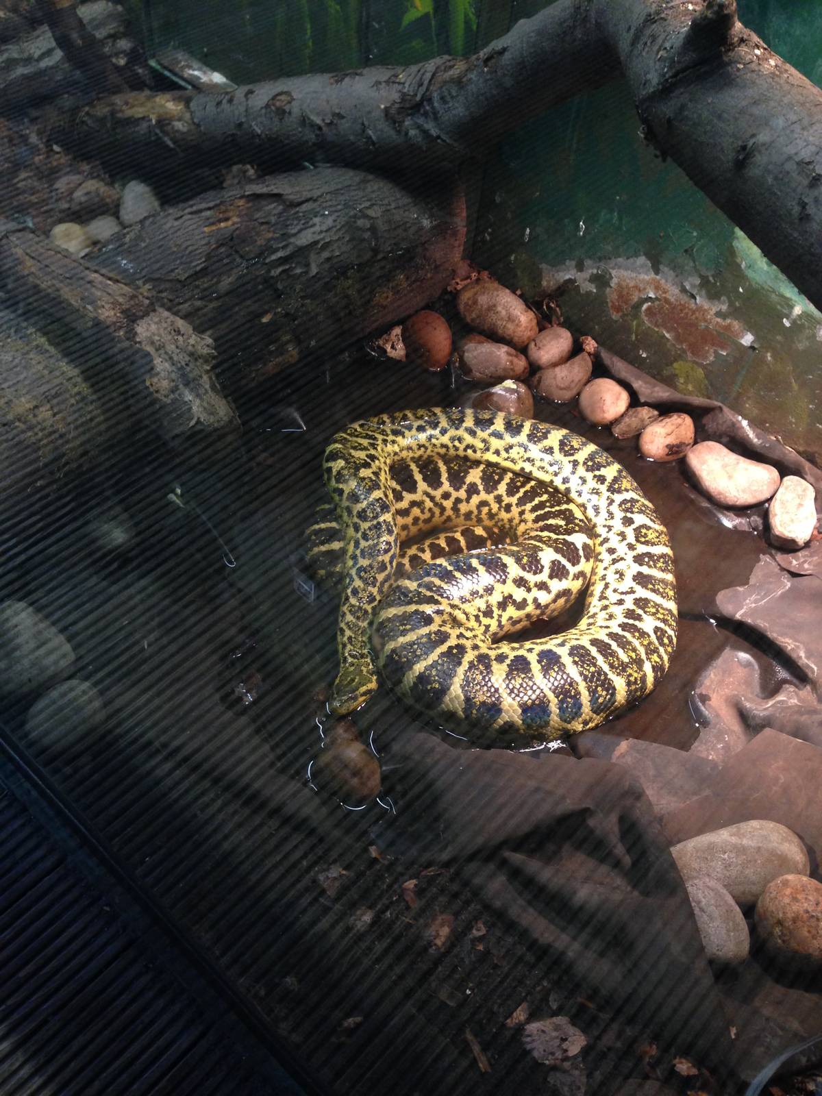 Yellow Anaconda at Tropical World - 02/10/2013