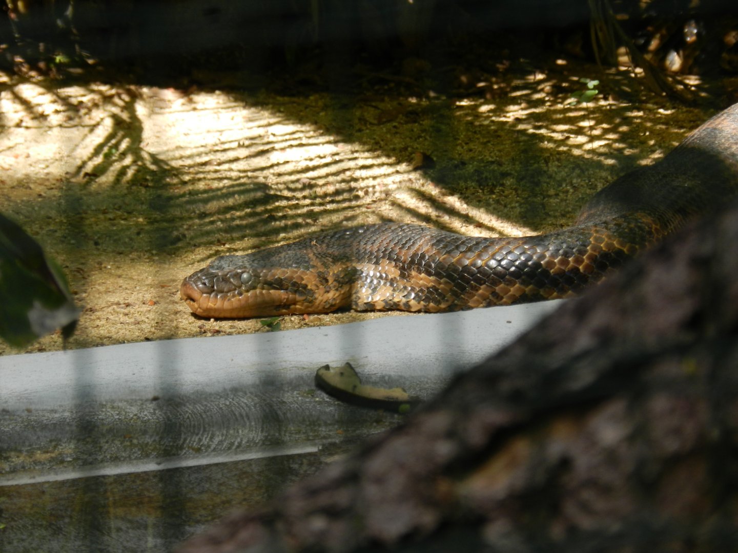 Yellow anaconda - Belo Horizonte zoo
