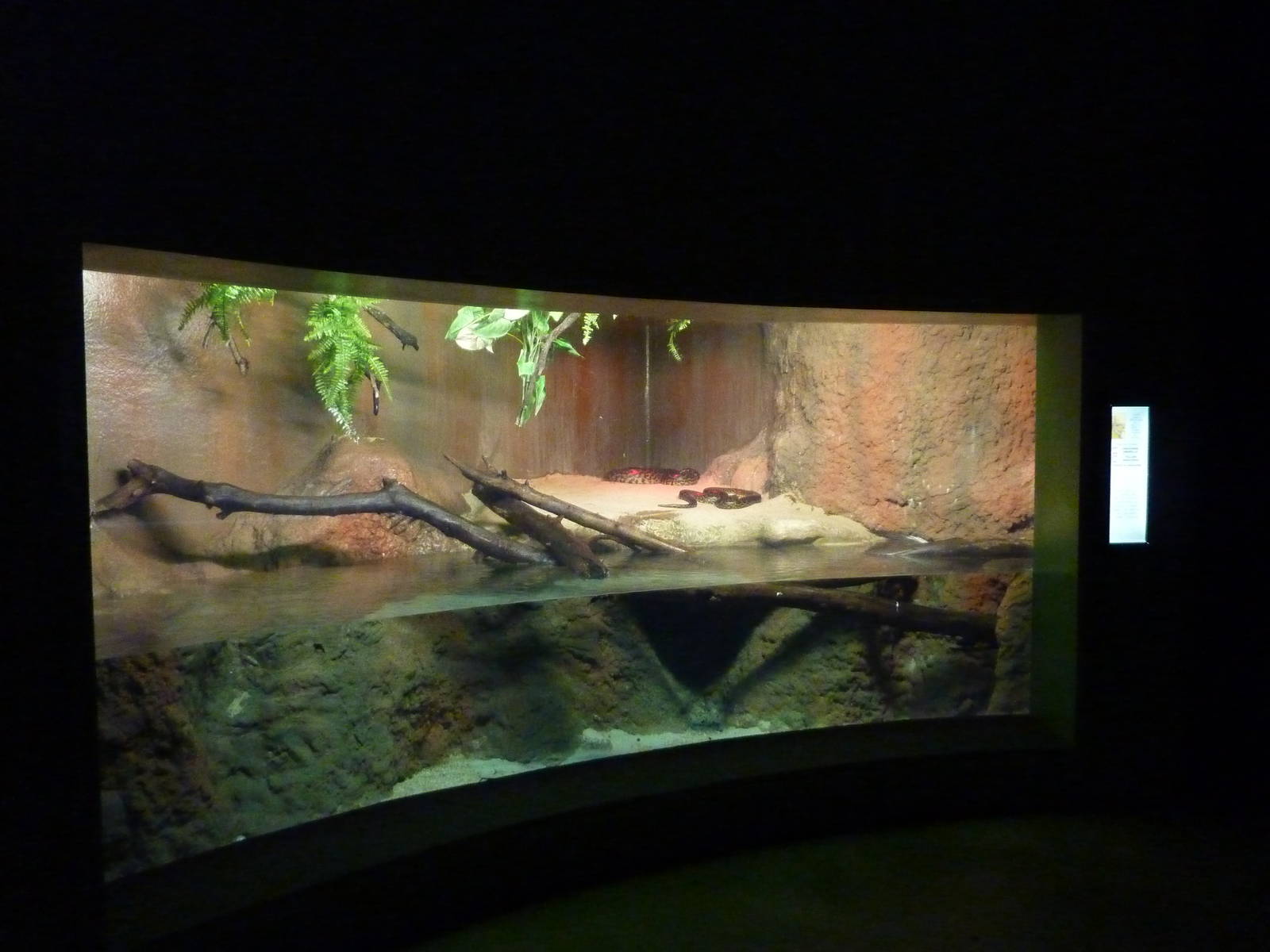 Yellow anaconda enclosure, 10th April 2012