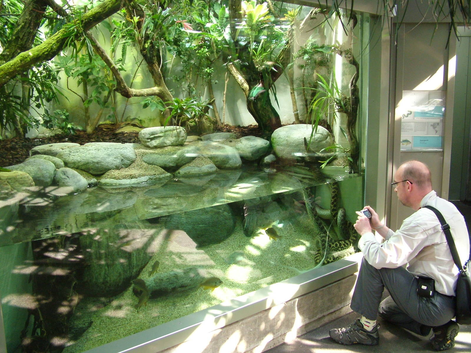 Yellow Anaconda enclosure at Zurich 31/08/09
