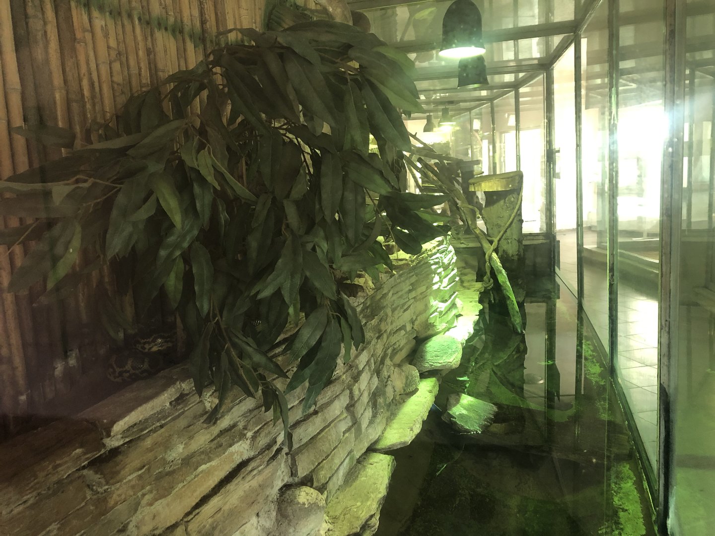 Yellow Anaconda Enclosure in the Soutj America House