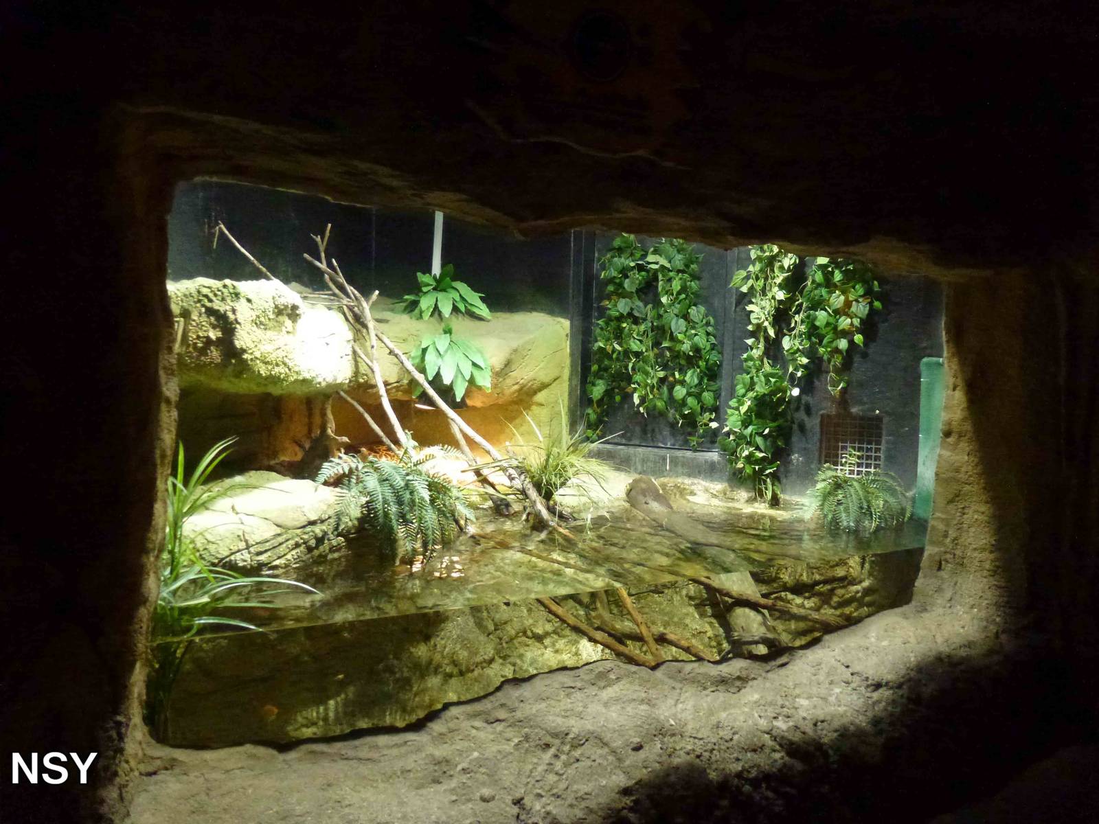 Yellow anaconda enclosure, June 2013.