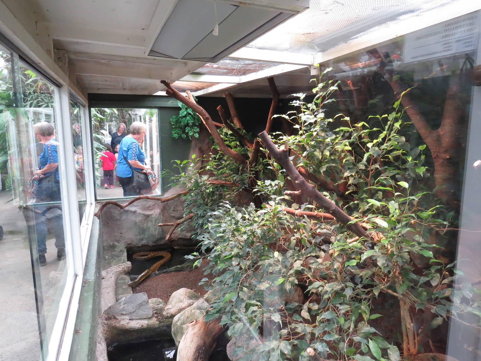 Yellow anaconda enclosure, June 2015