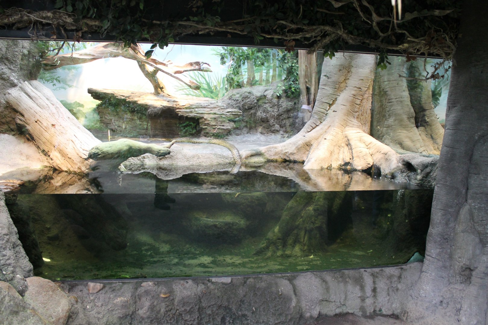 Yellow anaconda enclosure