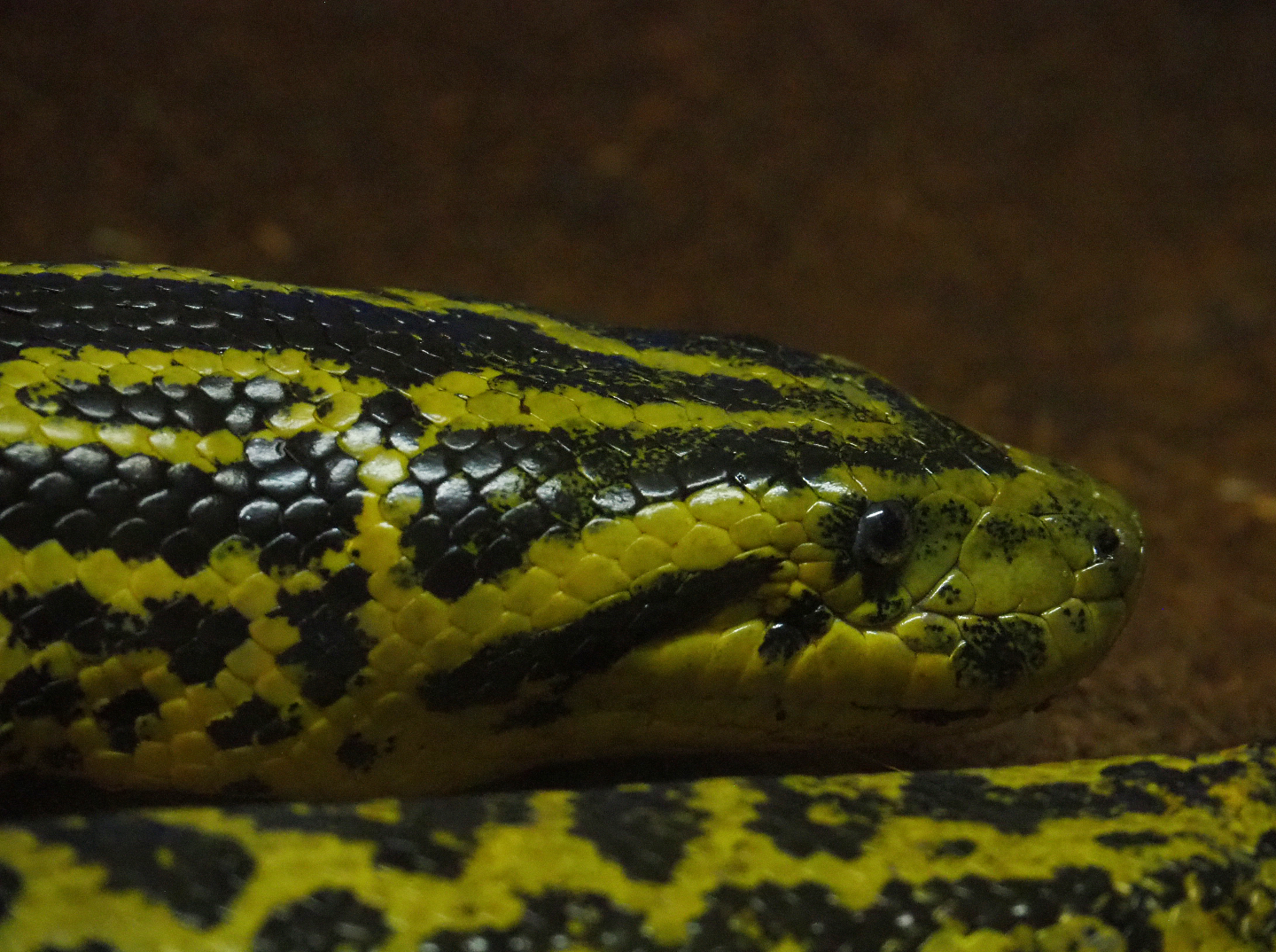 Yellow anaconda (Eunectes notaeus), 2019-08-04