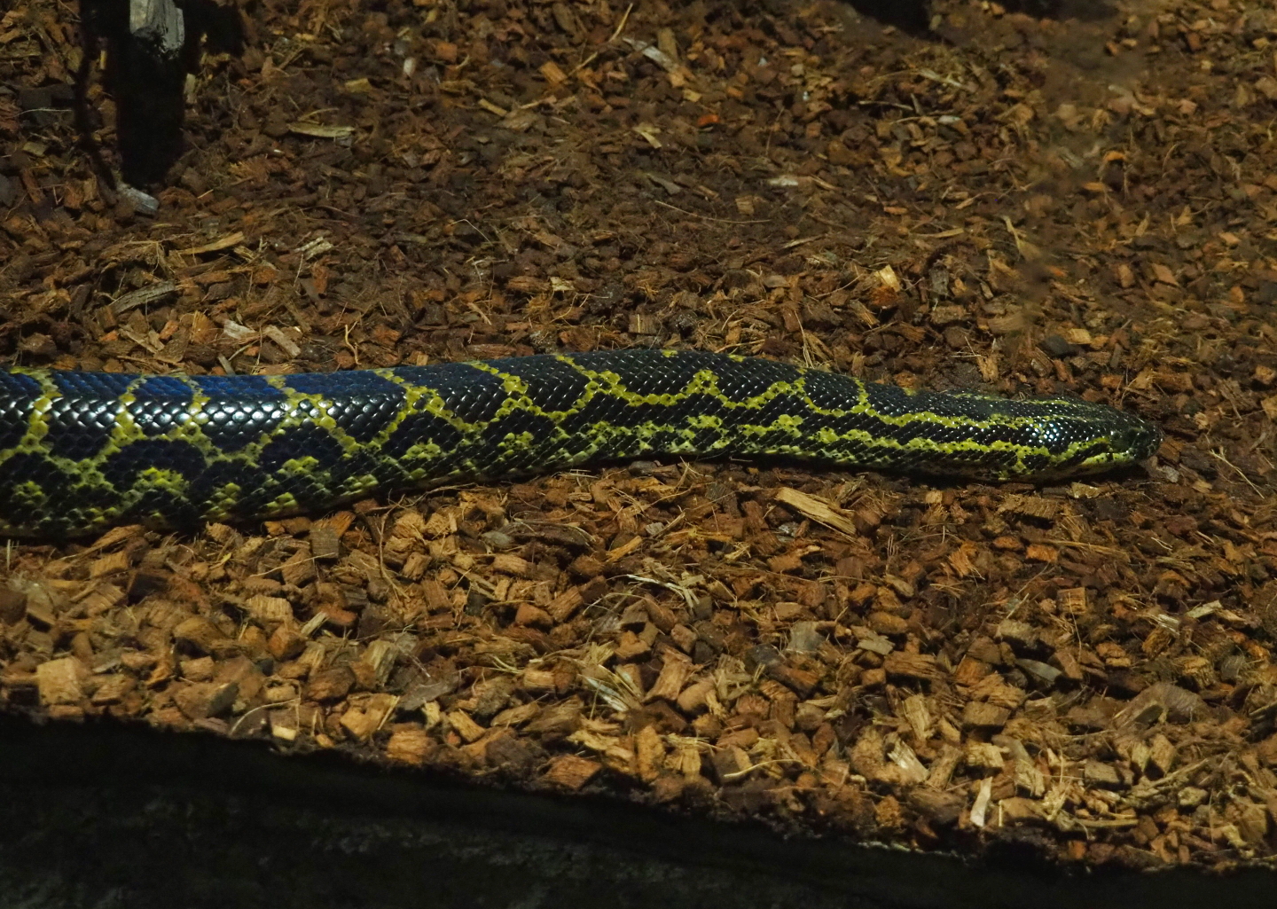 Yellow anaconda (Eunectes notaeus), 2021-06-15