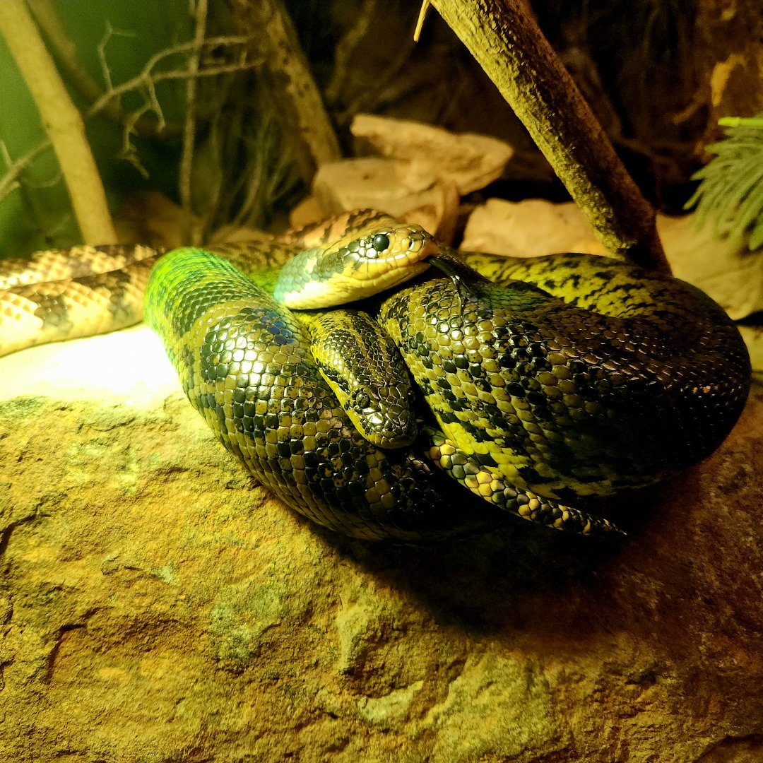 Yellow Anaconda (Eunectes notaeus) and False Water Cobra (Hydrodynastes gigas)