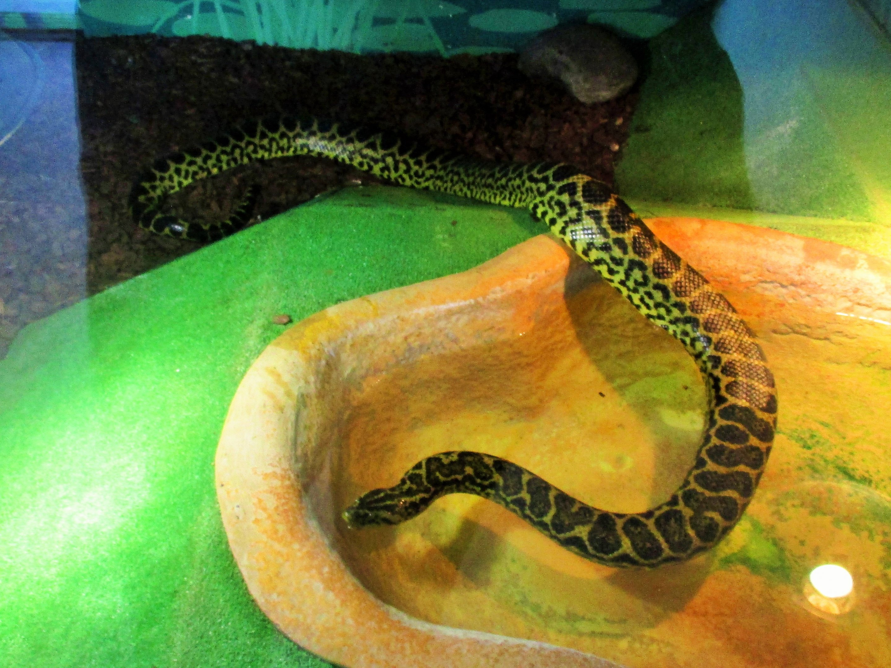 Yellow Anaconda (Eunectes notaeus)- December 2017