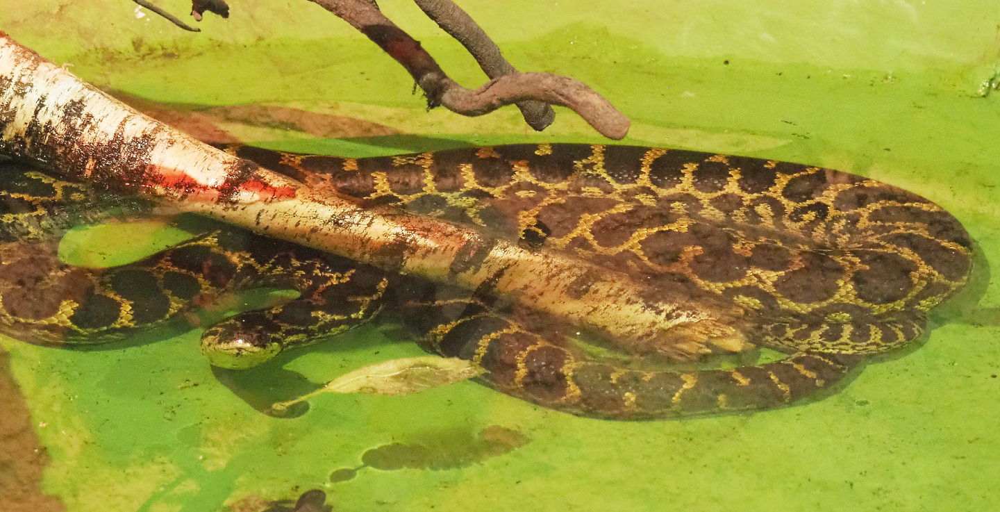 Yellow anaconda (Eunectes notaeus) in the pool, 2020-06-20