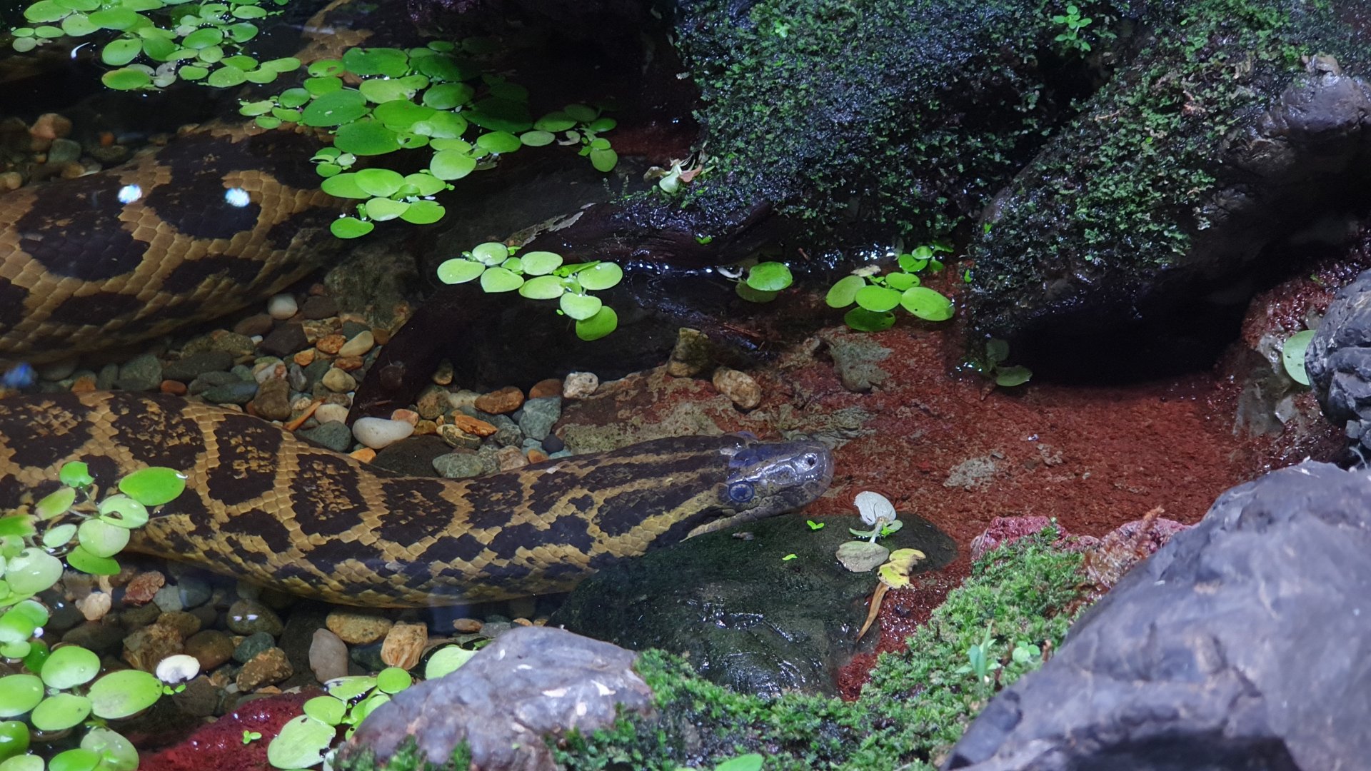 Yellow Anaconda (Eunectes notaeus) - Museum Komodo