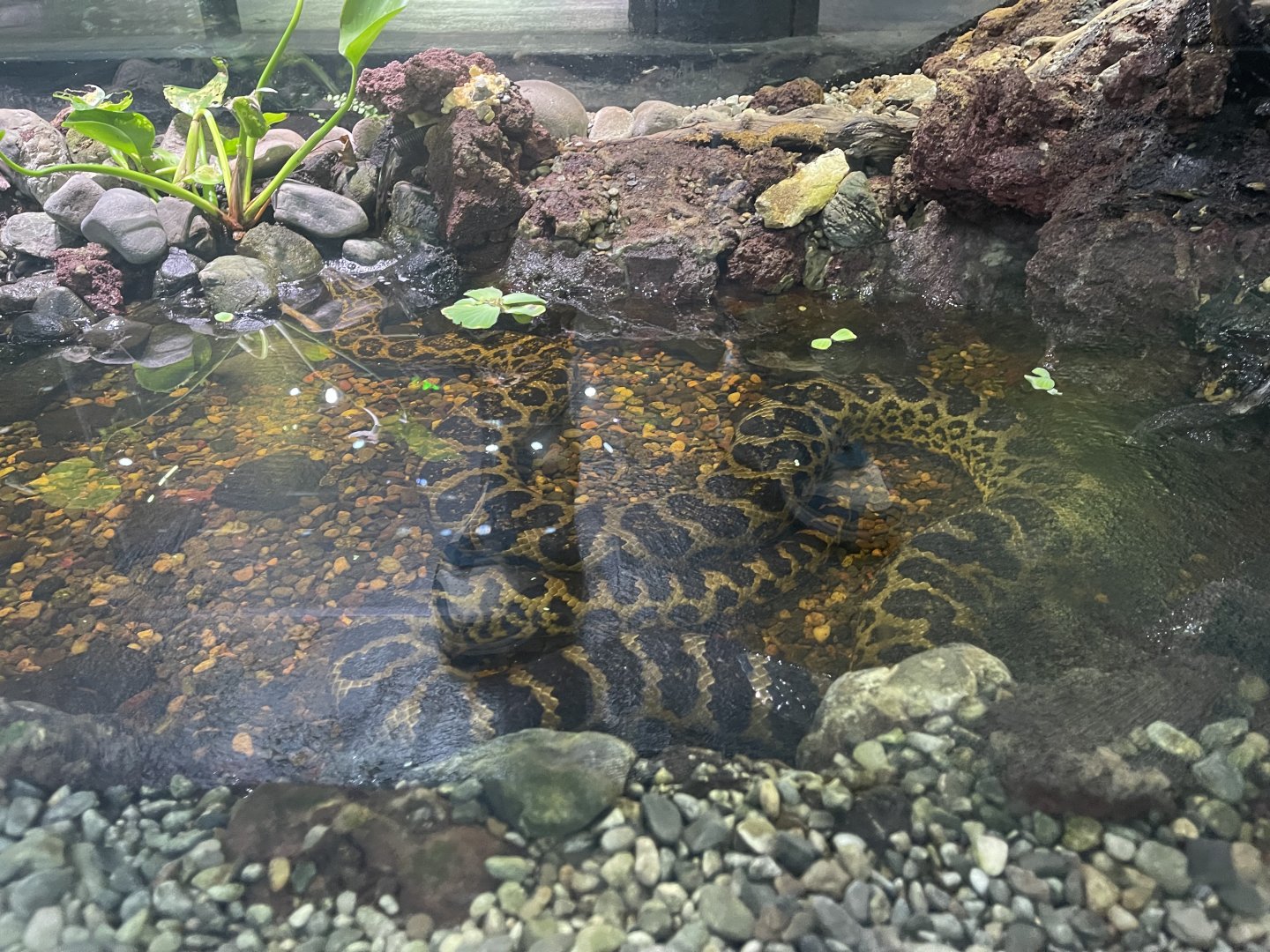 yellow anaconda (eunectes notaeus) - museum komodo