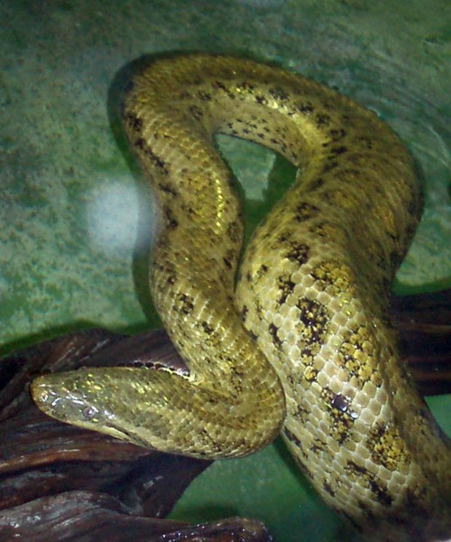 Yellow Anaconda (Eunectes notaeus)
