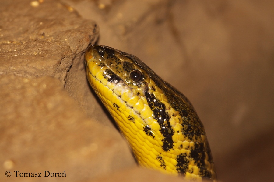 Yellow Anaconda (Eunectes notaeus).