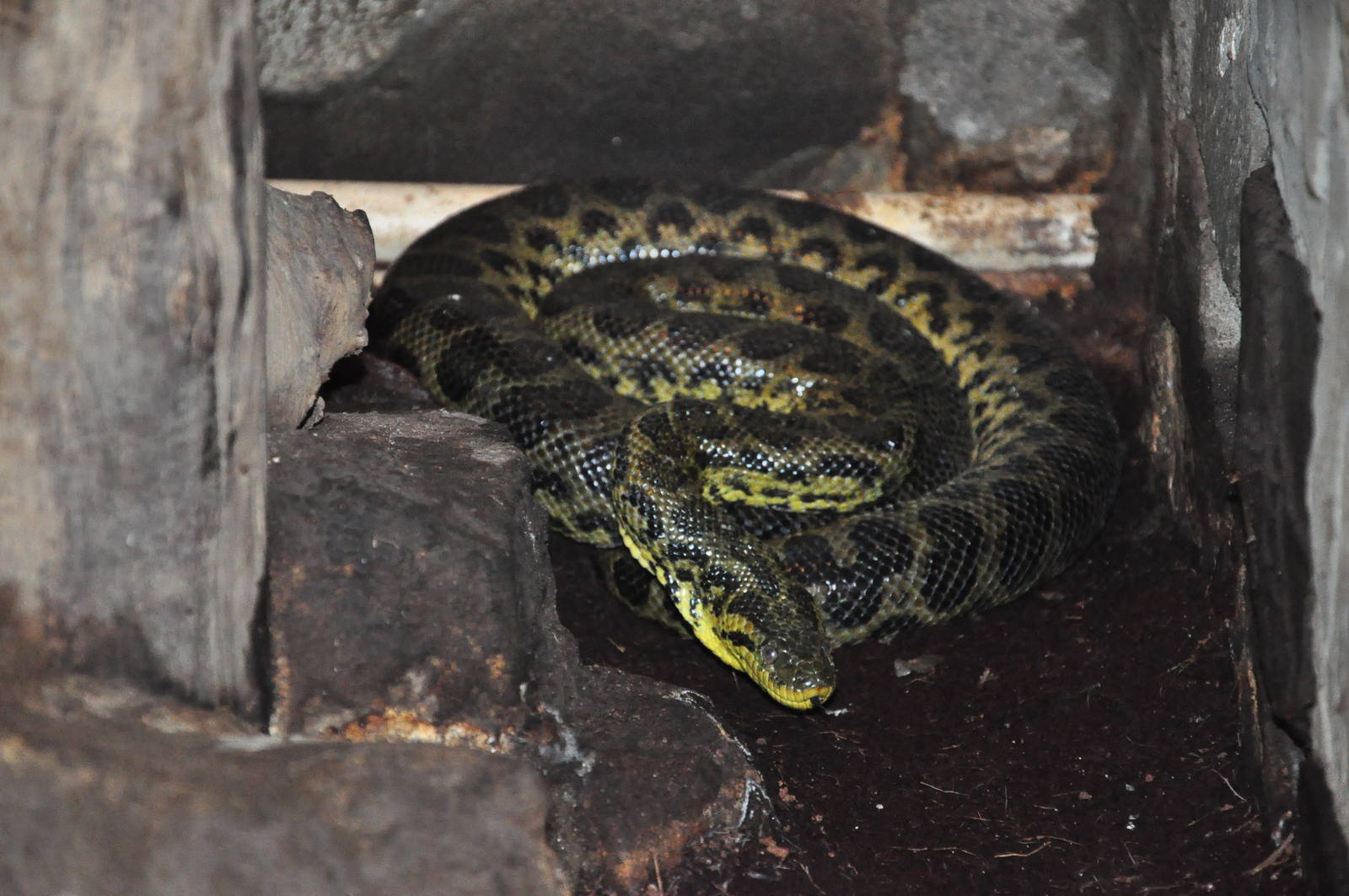 Yellow anaconda/ Eunectes notaeus