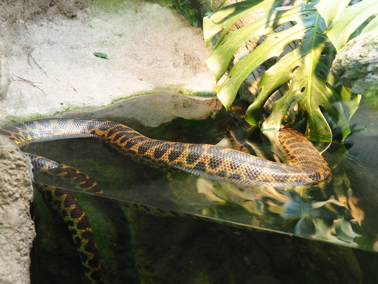 Yellow anaconda (Eunectes notaeus)