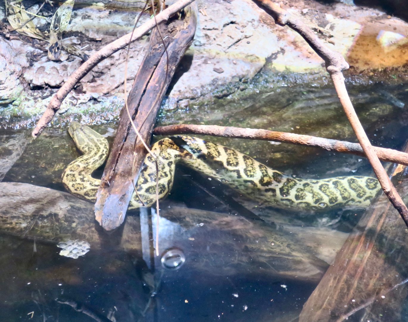 Yellow Anaconda (Eunectes notaeus)