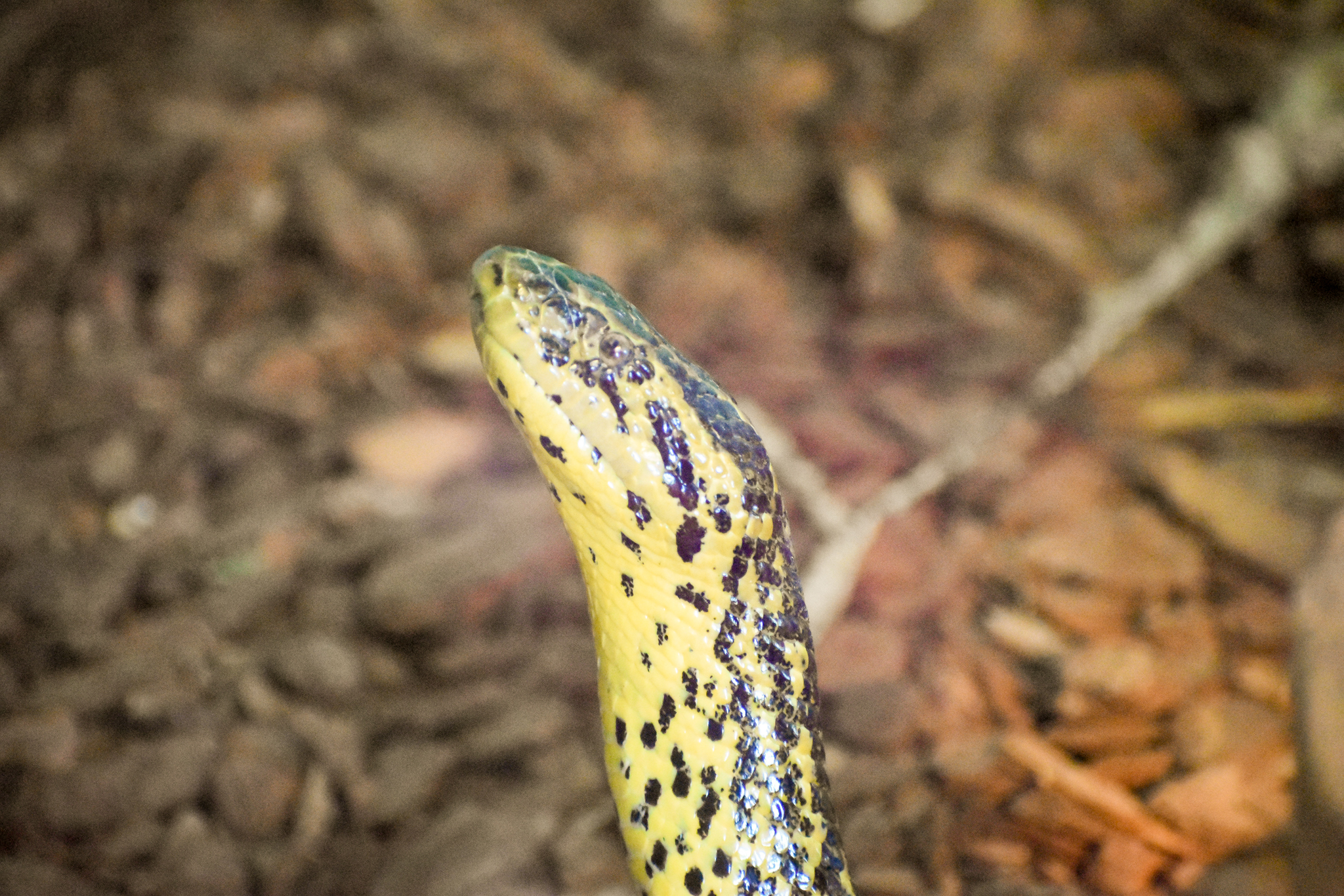 Yellow Anaconda (Eunectes notaeus)