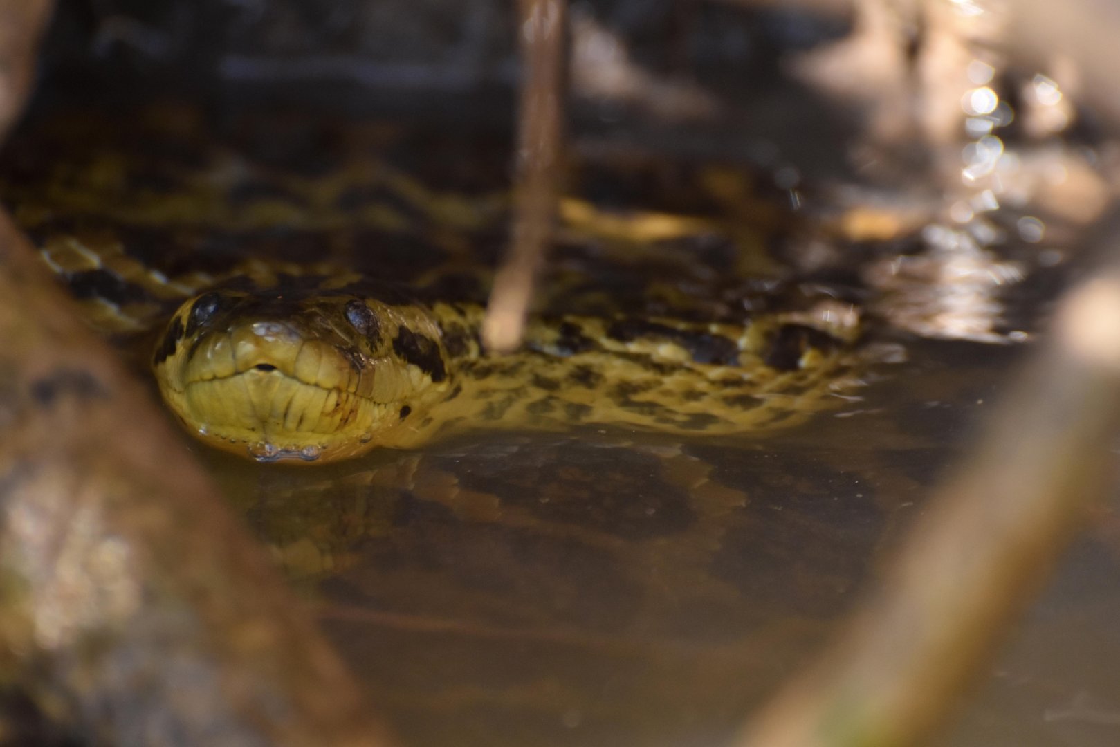 Yellow anaconda (Eunectes notaeus)